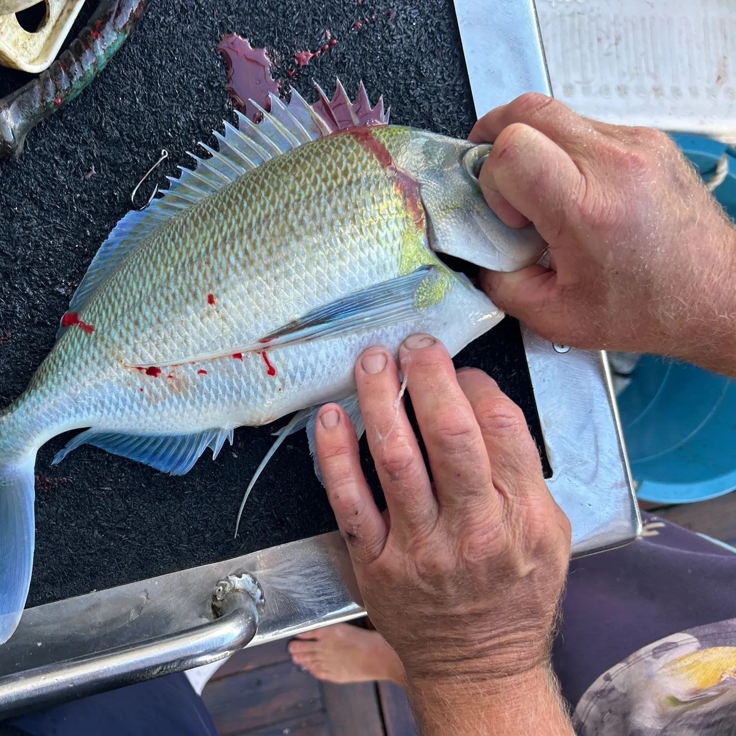 The most recent Blue morwong catches on Fishbrain