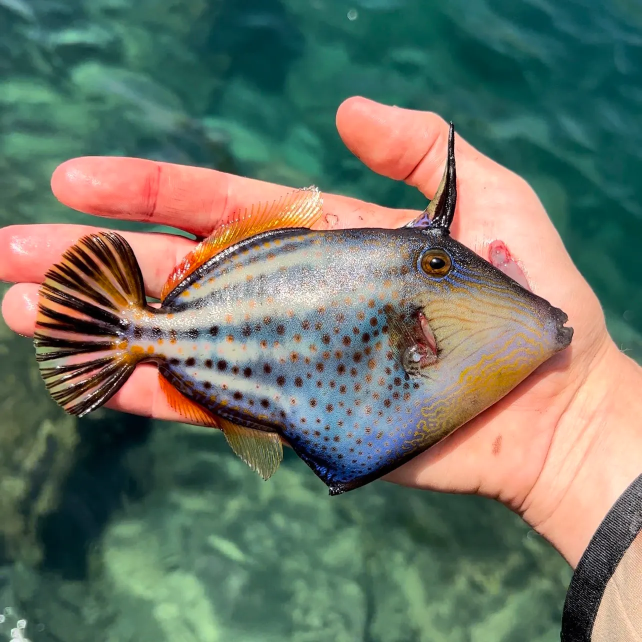 The most recent Orange filefish catches on Fishbrain