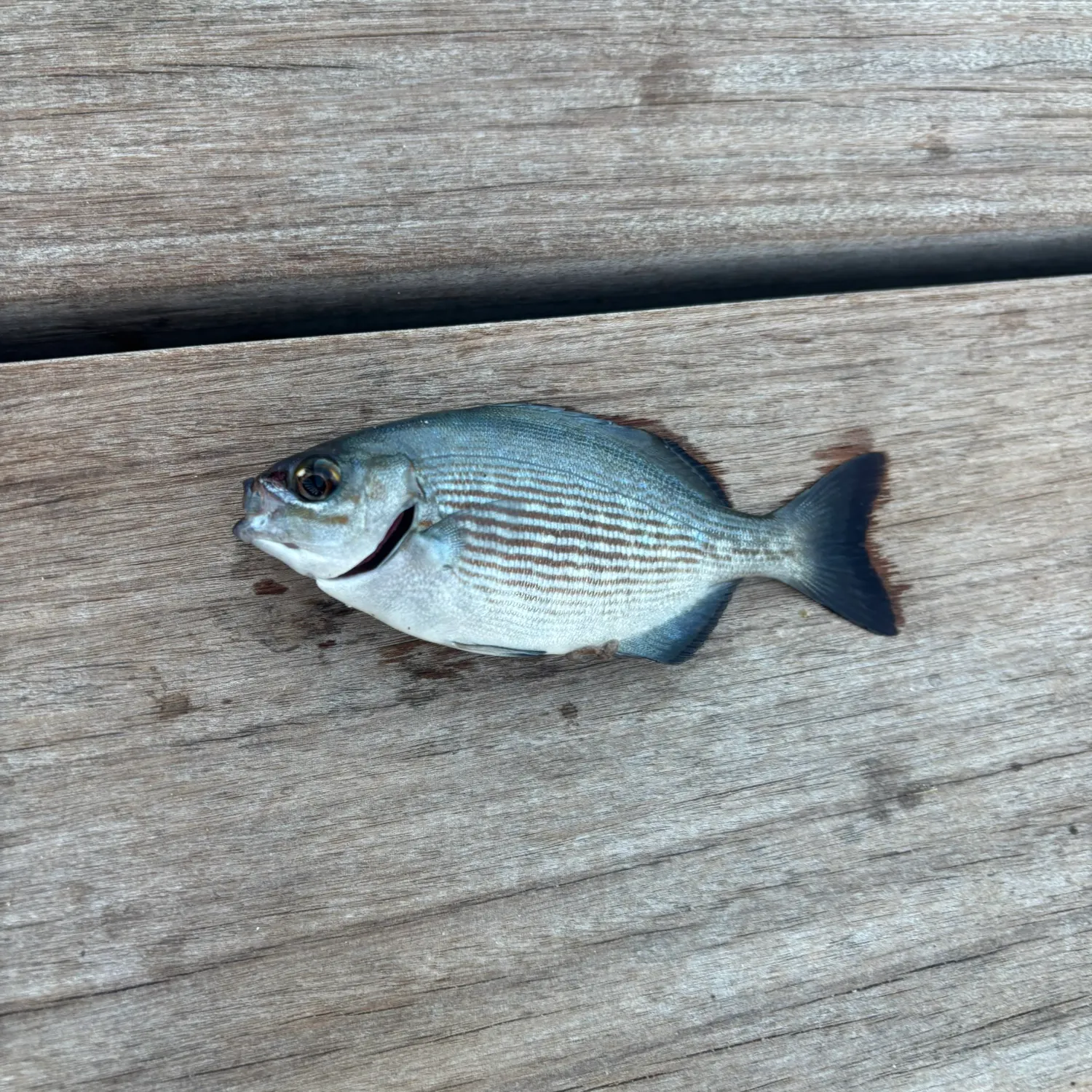 The most recent Bermuda sea chub catches on Fishbrain