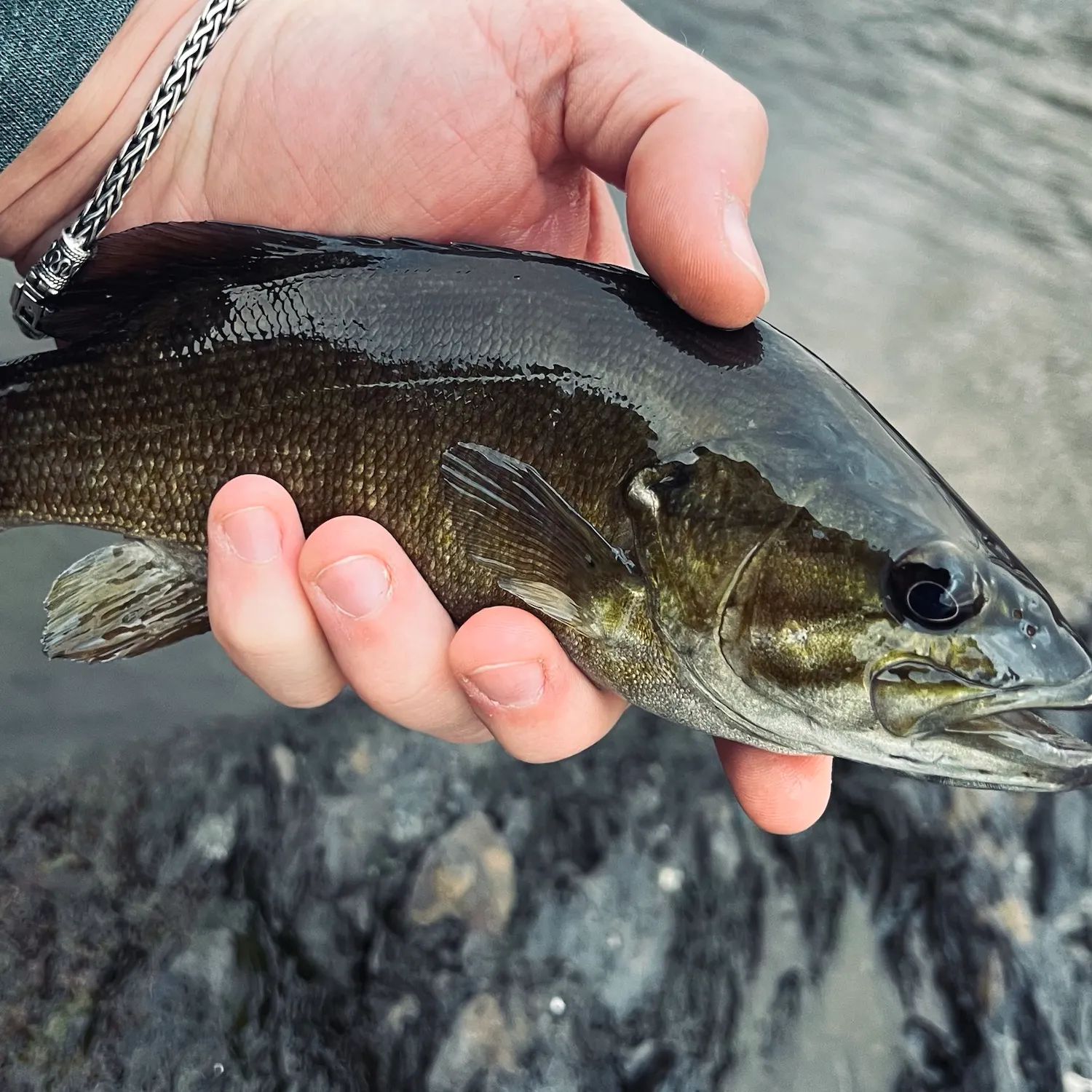 Smallmouth bass caught on Fishbrain