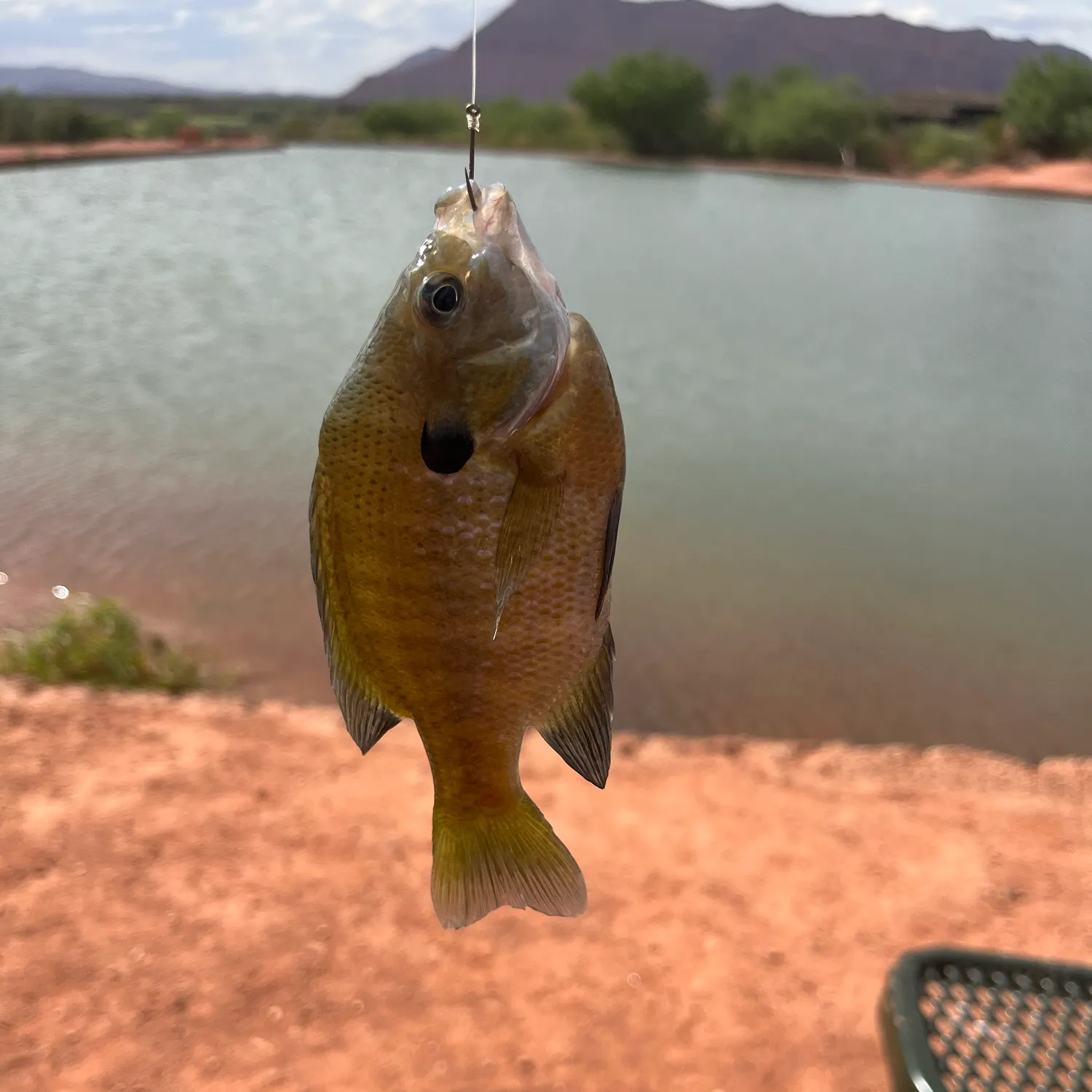 Bluegill caught on Fishbrain