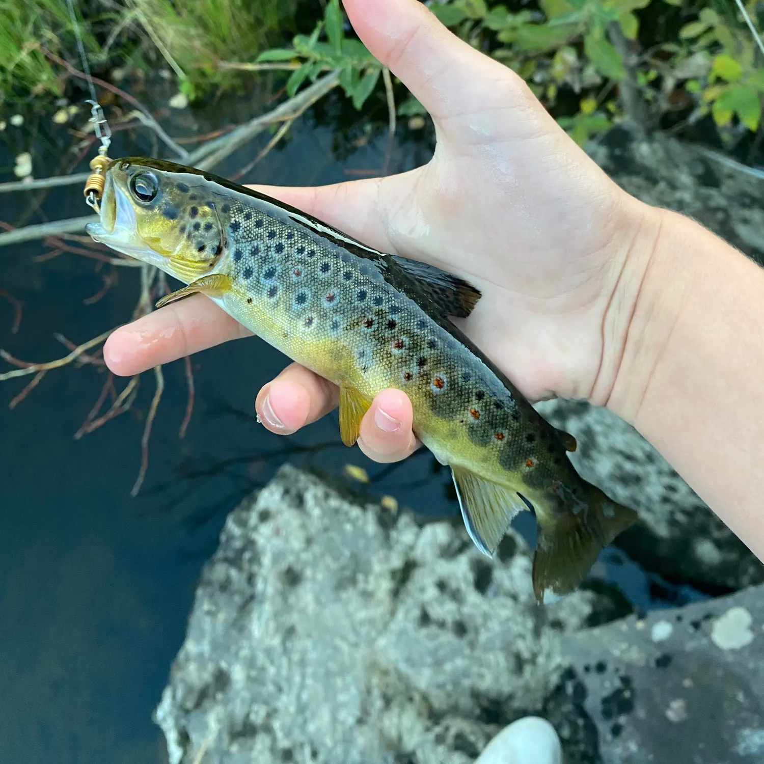 Brown trout caught on Fishbrain