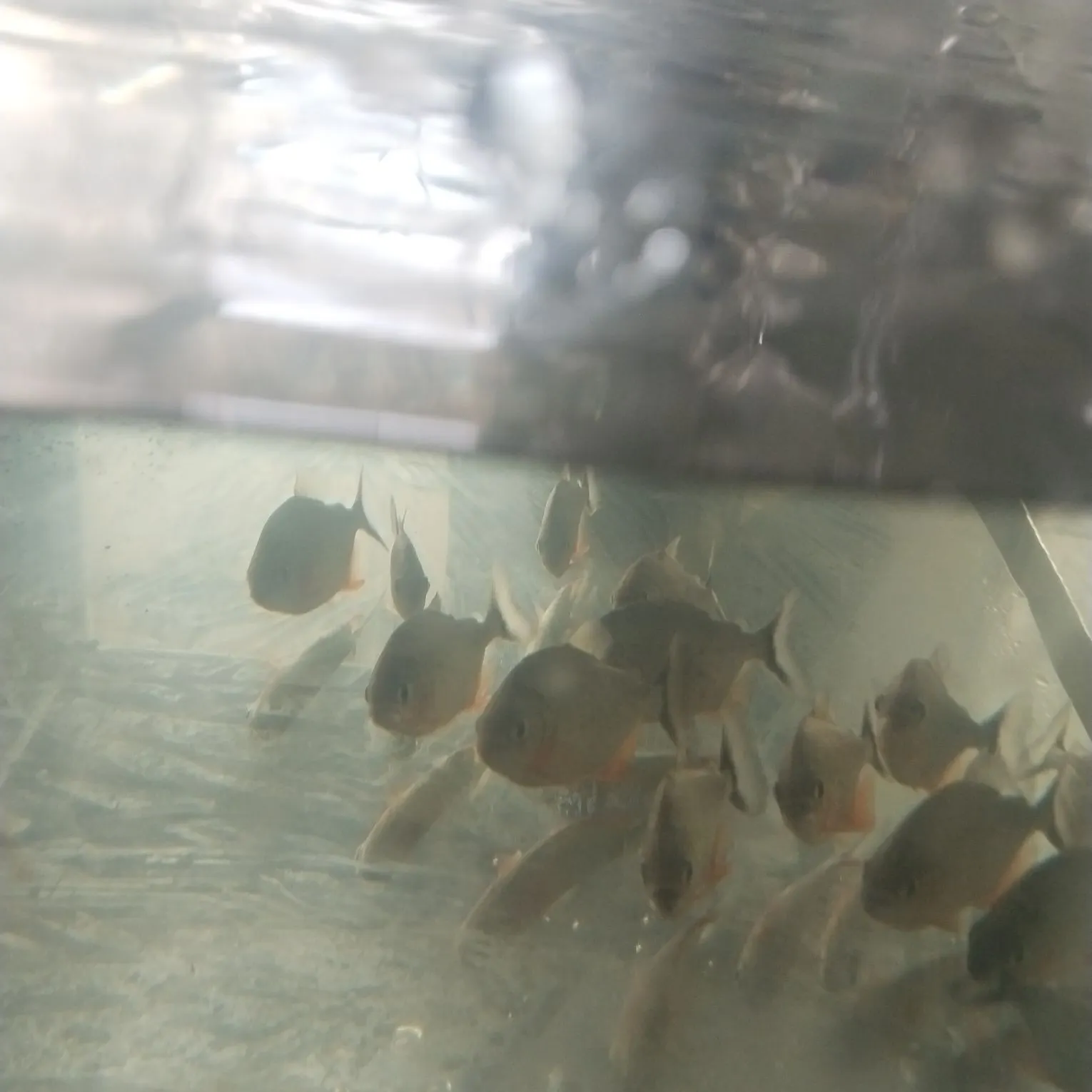 Fish caught on Fishbrain
