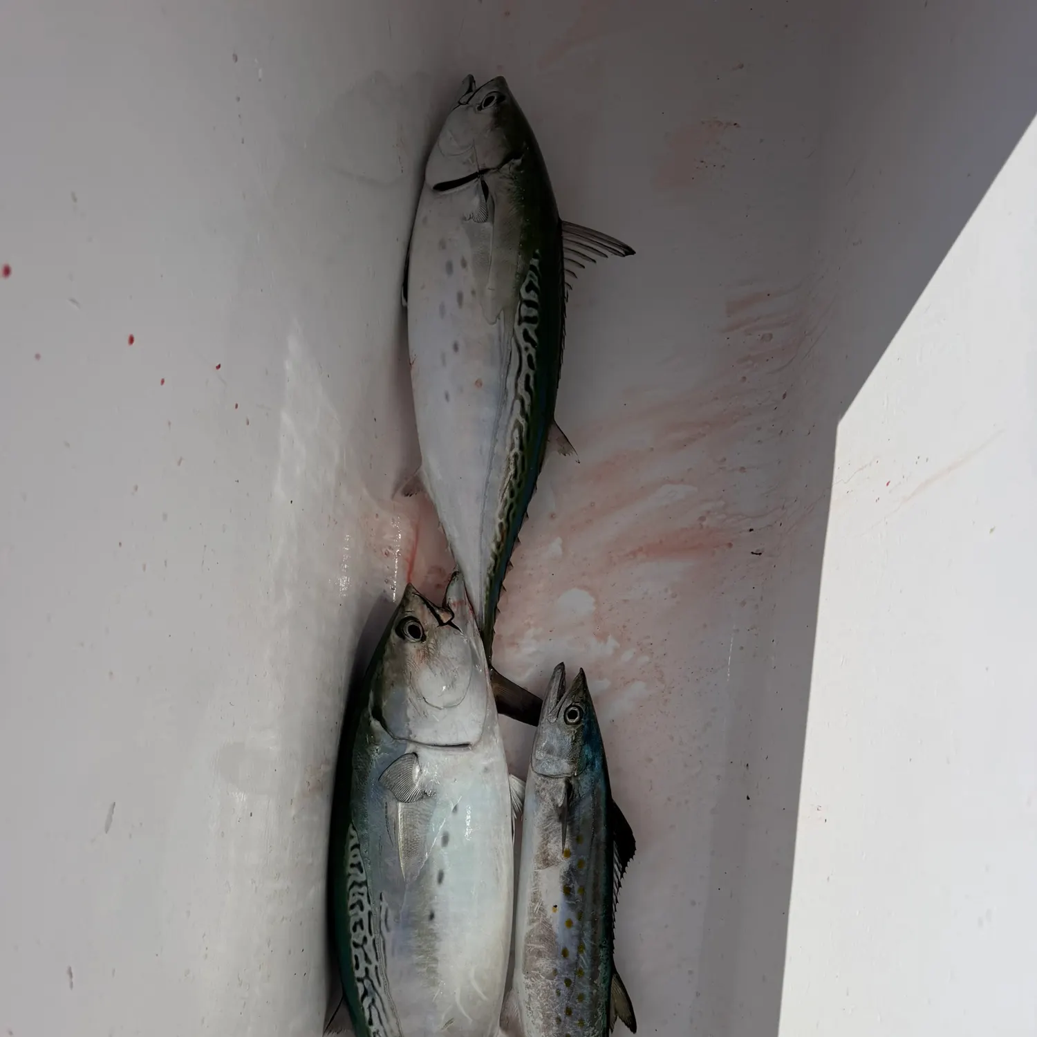The most recent Little tunny catches on Fishbrain