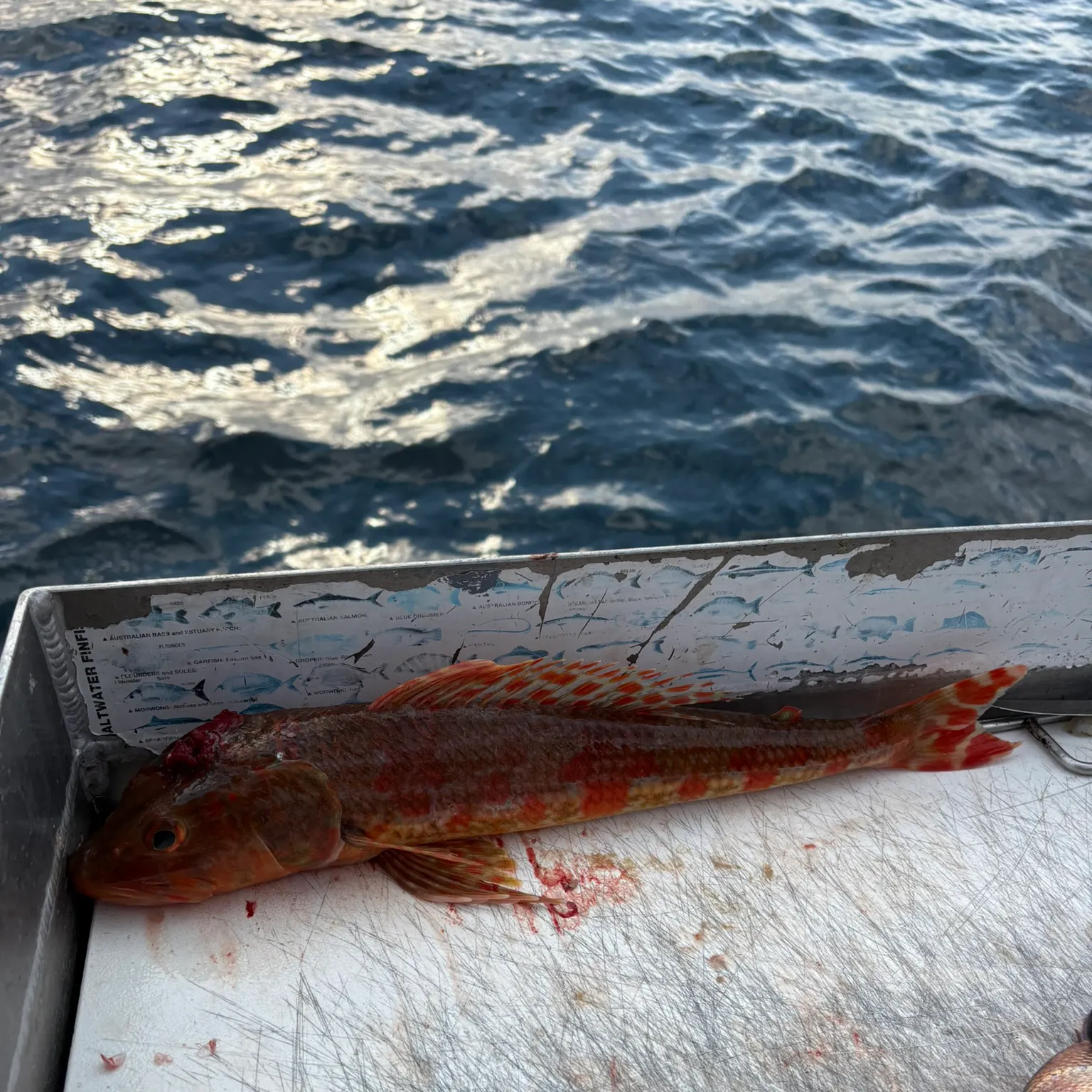 The most recent Sergeant Baker catches on Fishbrain