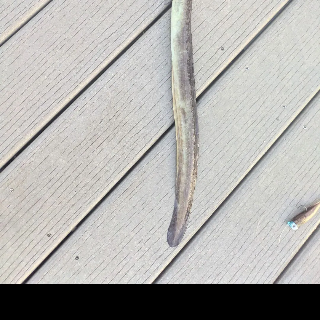 The most recent American eel catches on Fishbrain