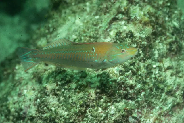 Chameleon wrasse