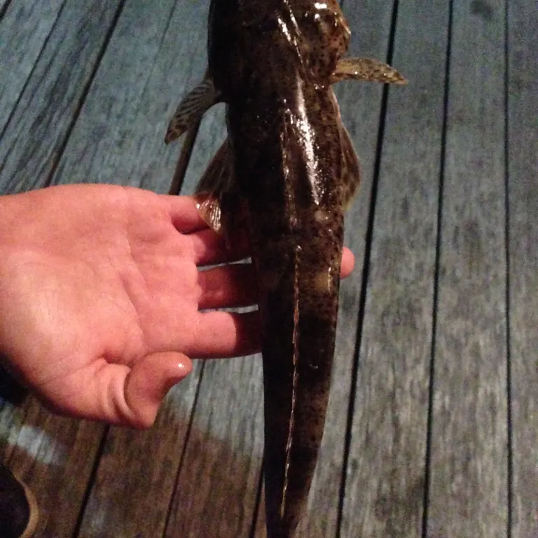 Fish caught on Fishbrain