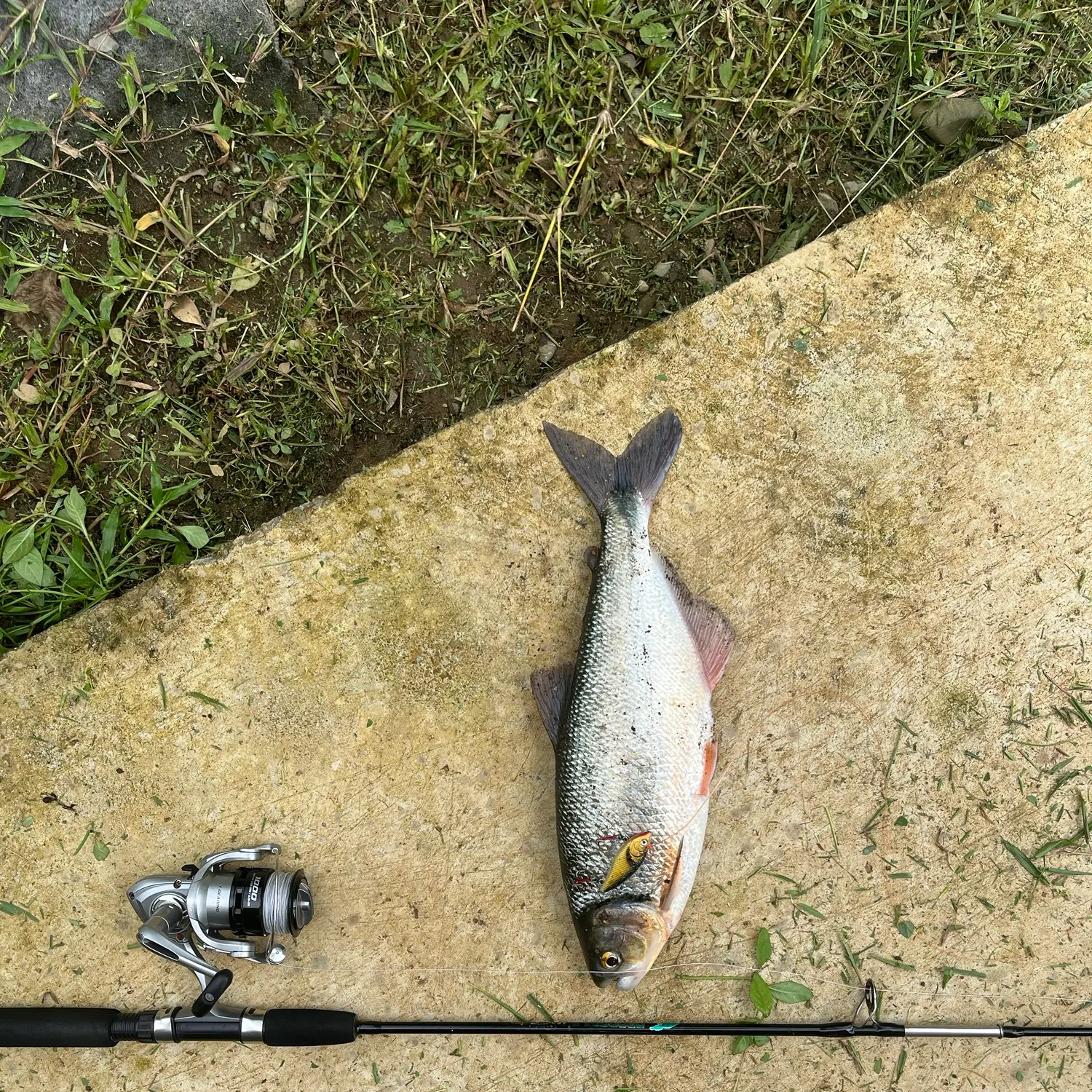 The most recent Machaca catches on Fishbrain