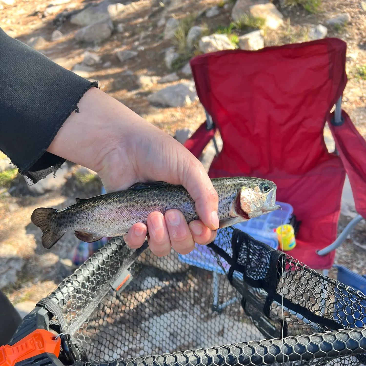 Rainbow trout caught on Fishbrain