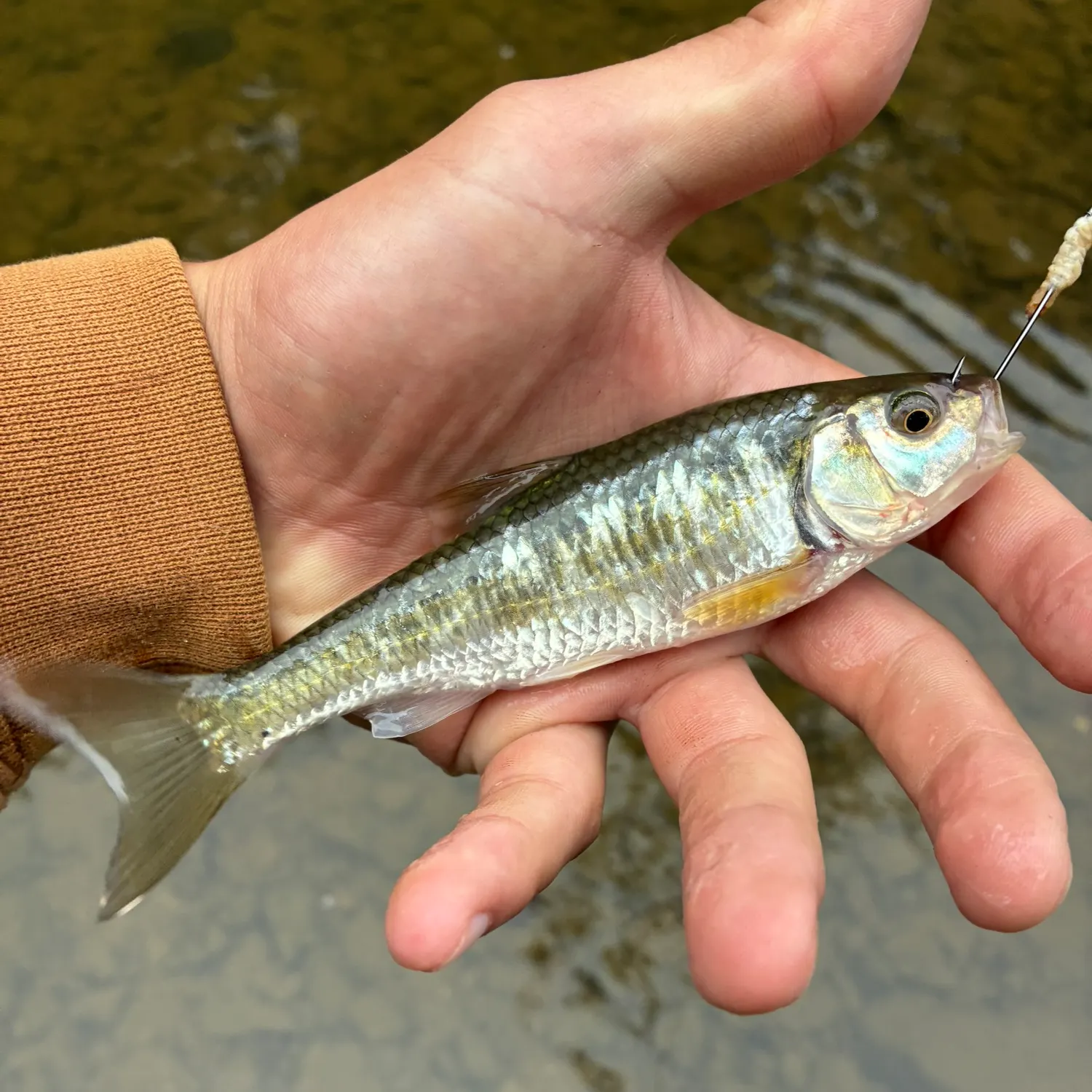 Striped shiner caught on Fishbrain