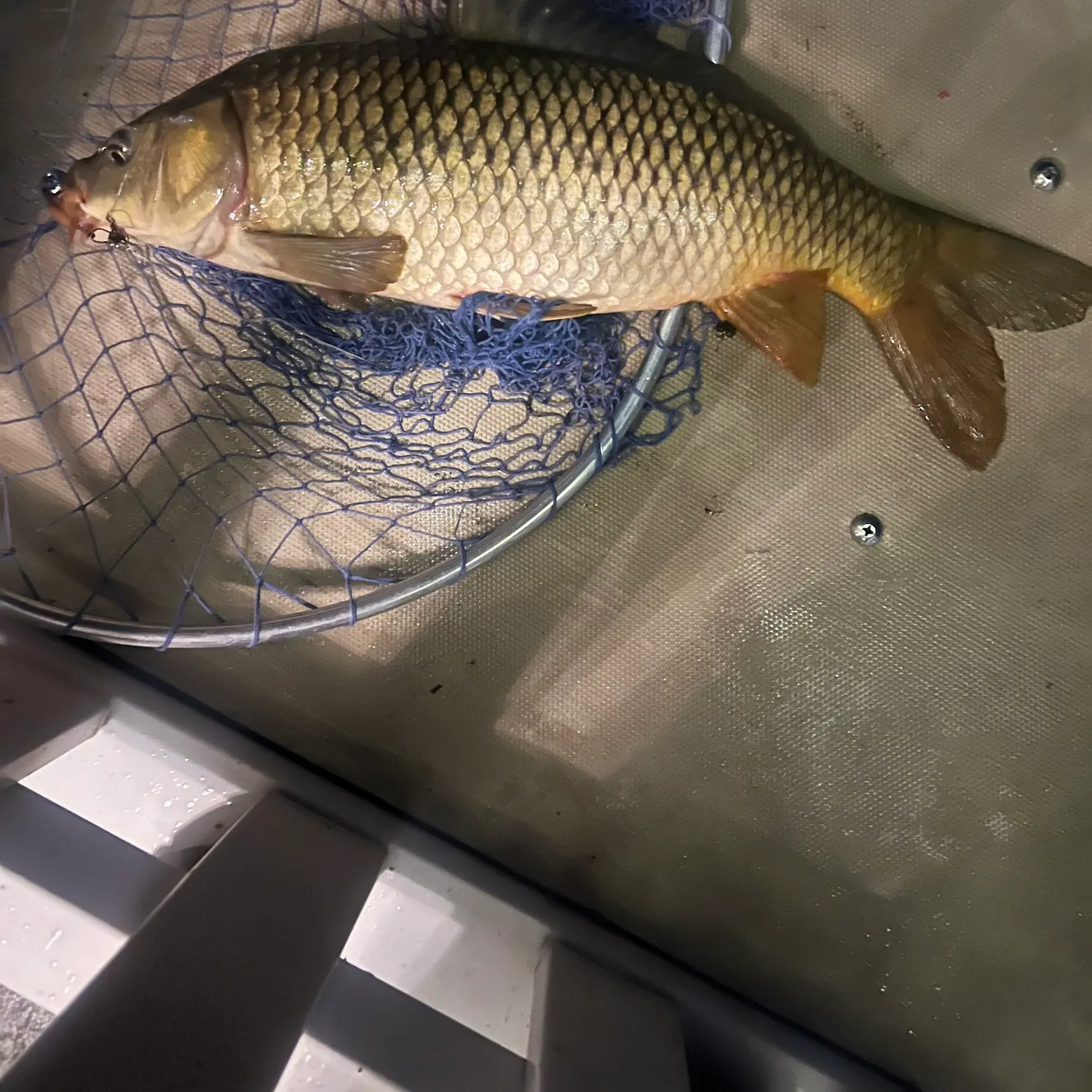 Common carp caught on Fishbrain