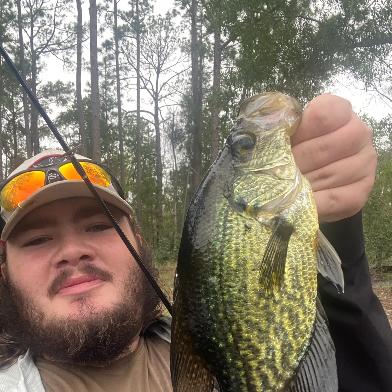 Black crappie caught on Fishbrain