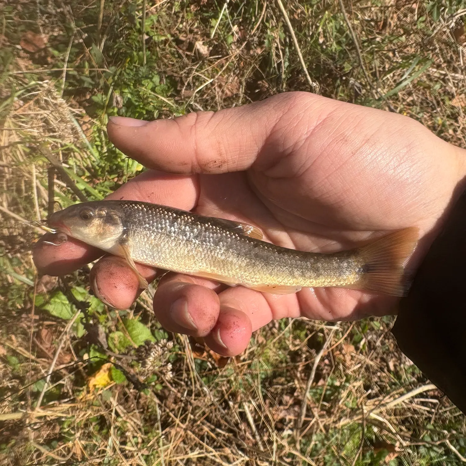 The most recent Largescale stoneroller catches on Fishbrain