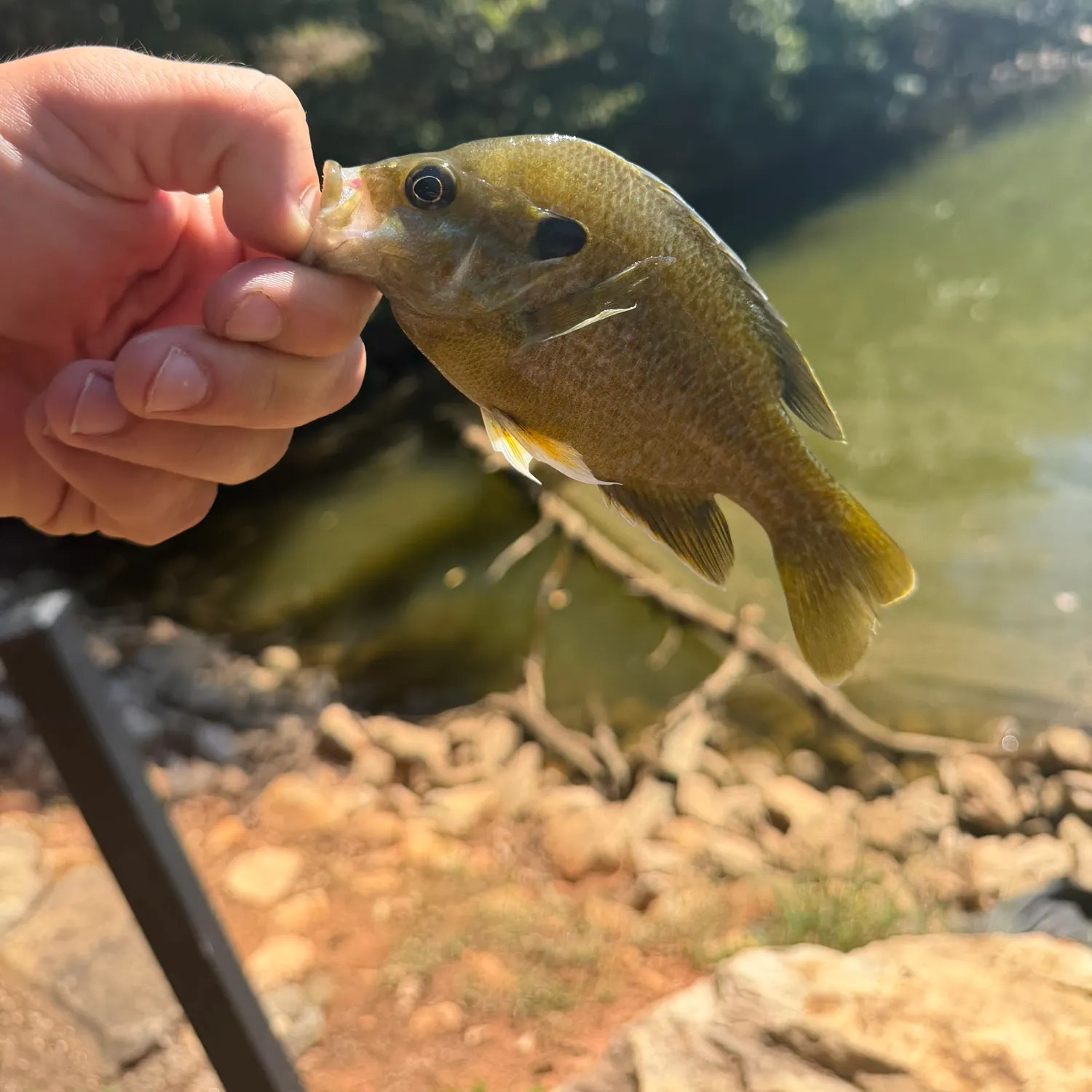 Greengill hybrid caught on Fishbrain