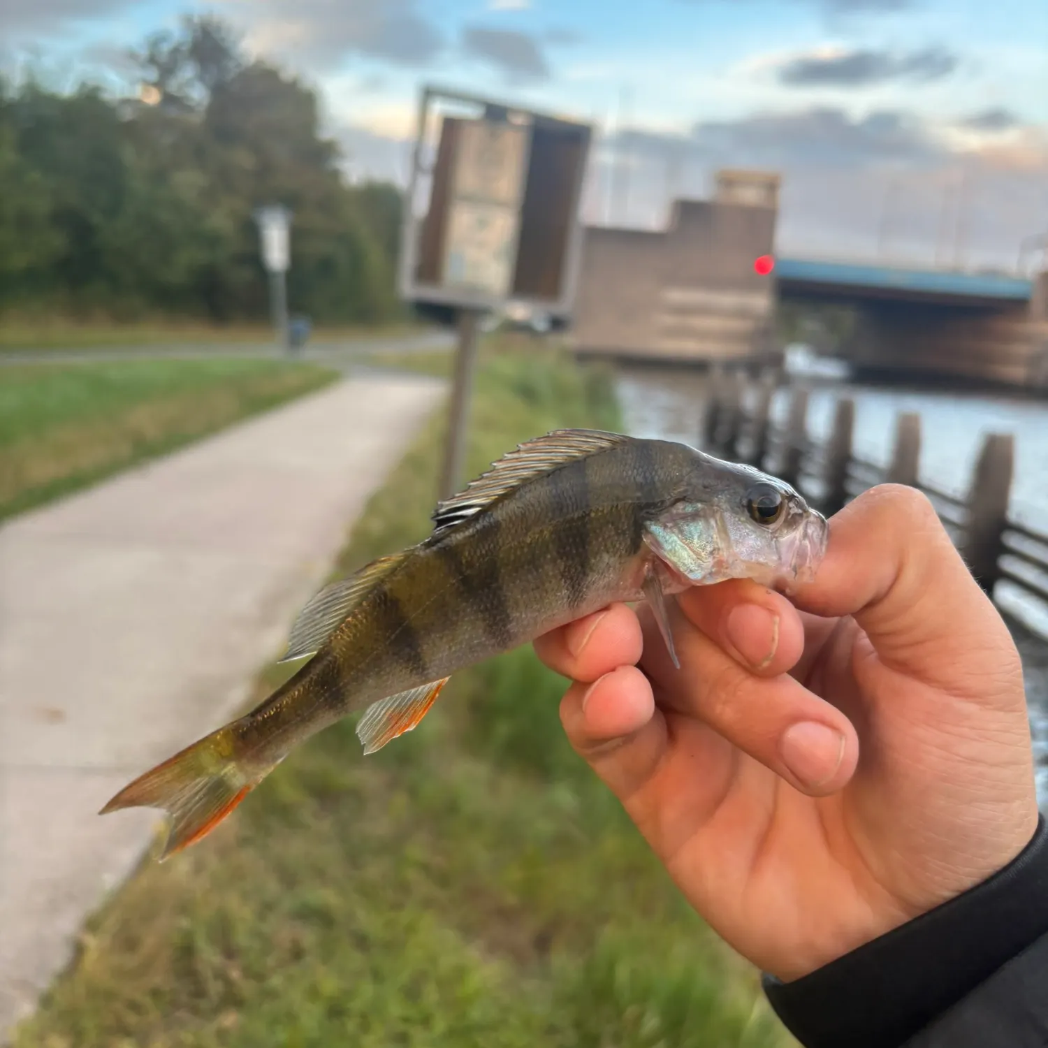 European perch caught on Fishbrain