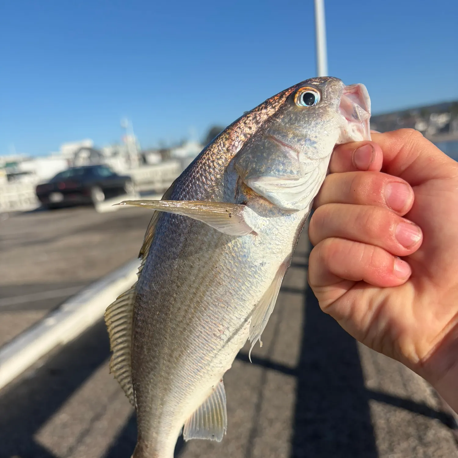 catch
