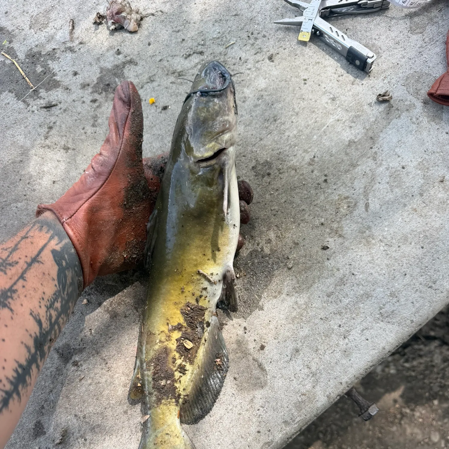 recently logged catches