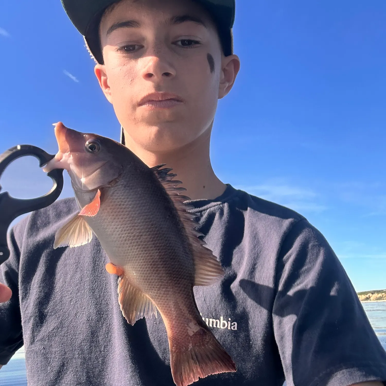 The most recent California sheephead catches on Fishbrain