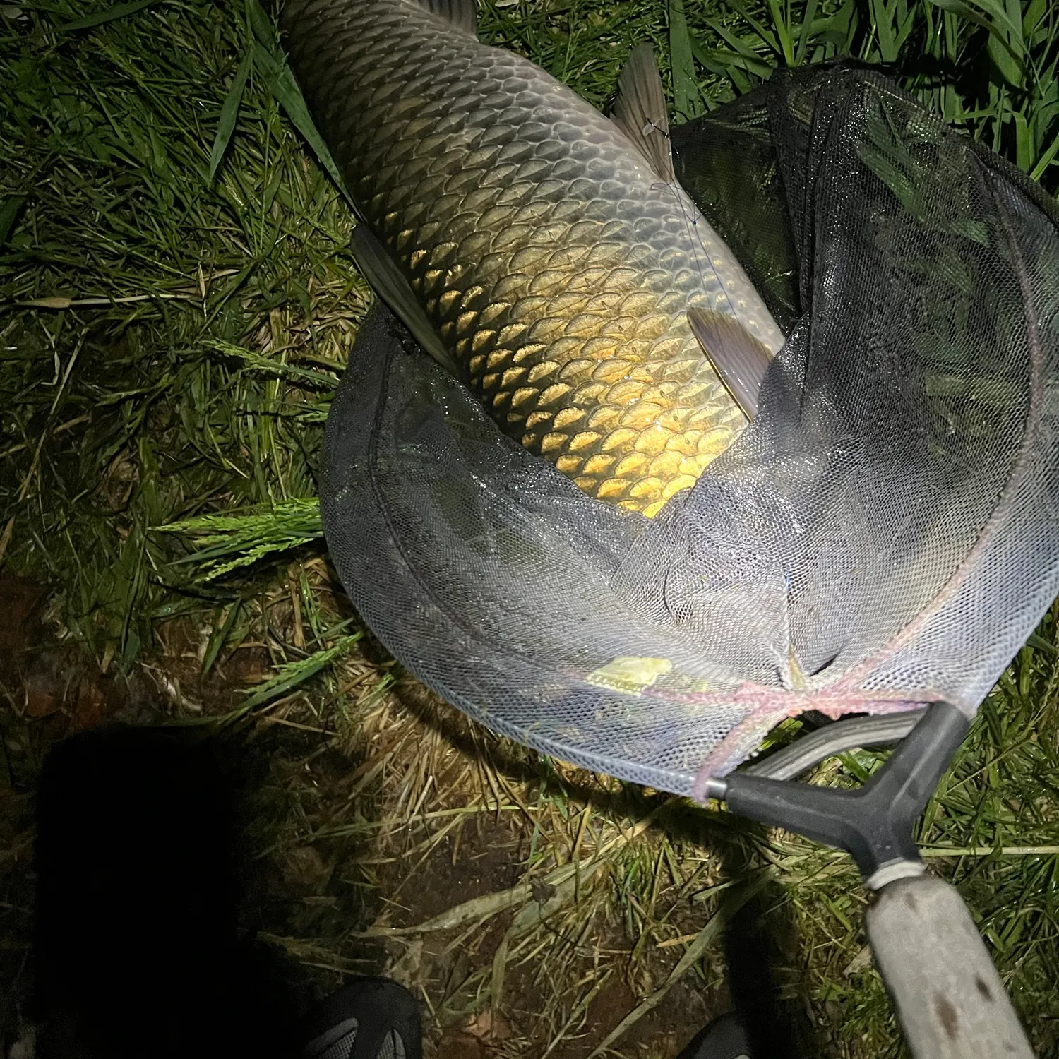 Grass carp caught on Fishbrain