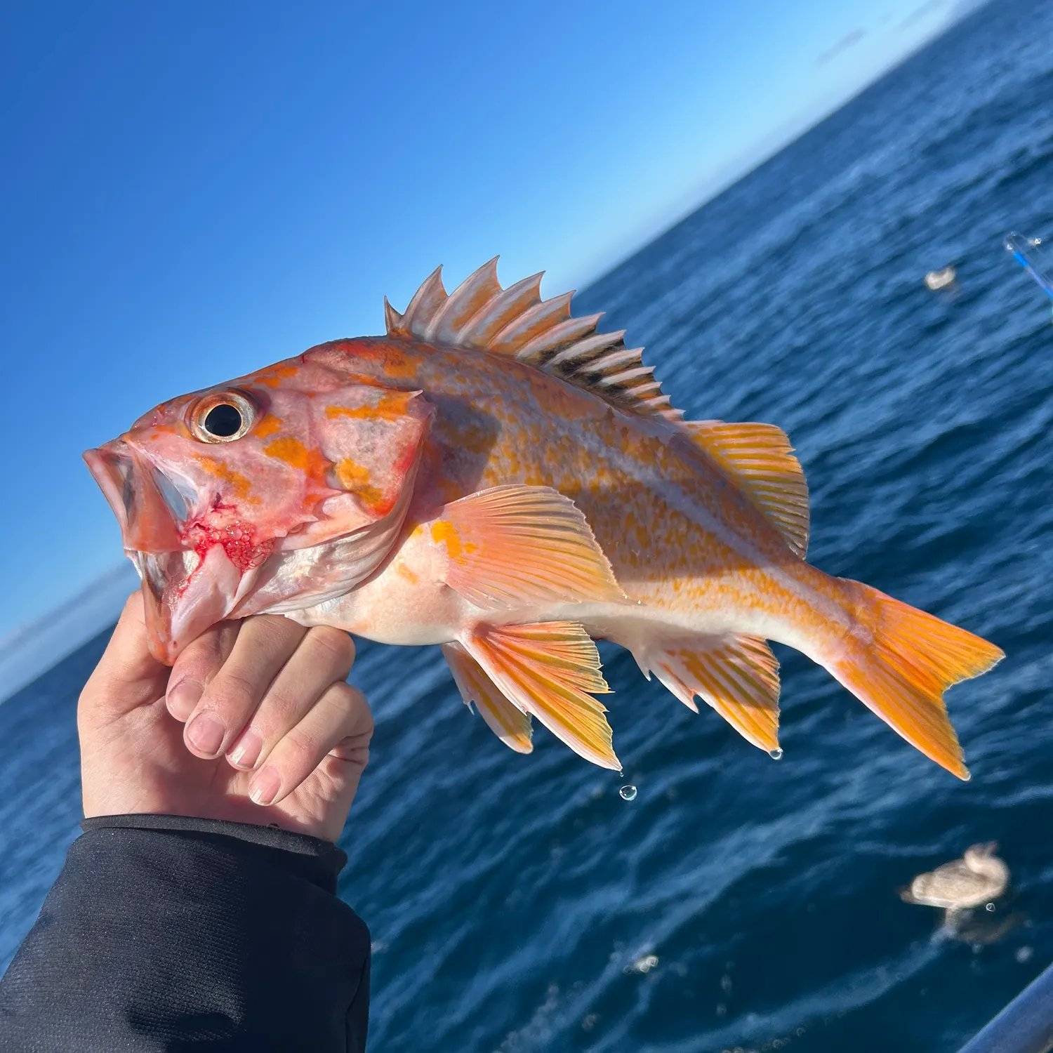 The most recent Canary rockfish catches on Fishbrain