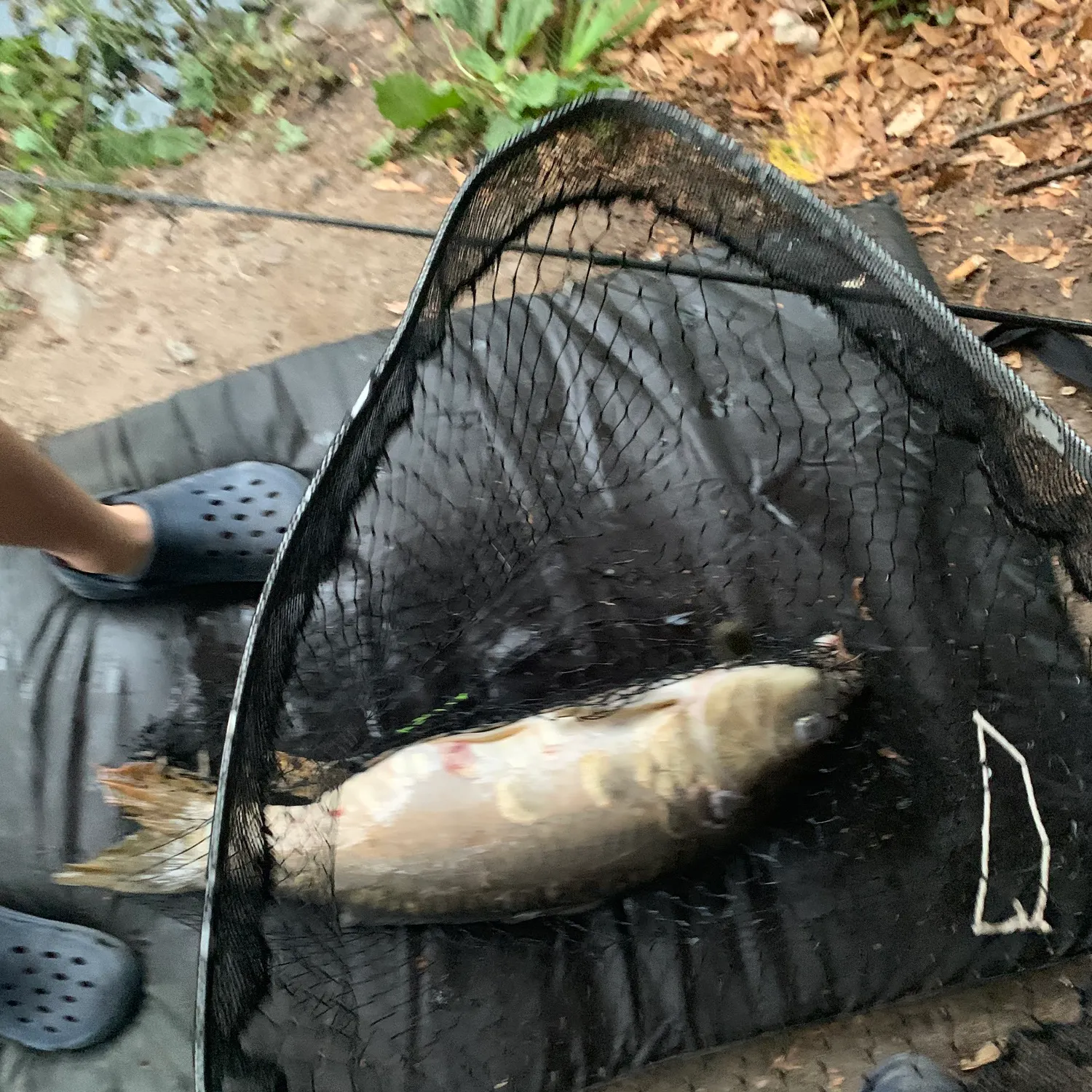 Mirror carp caught on Fishbrain