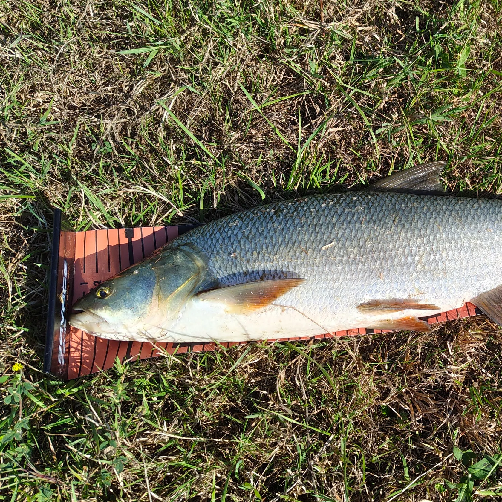 Asp caught on Fishbrain