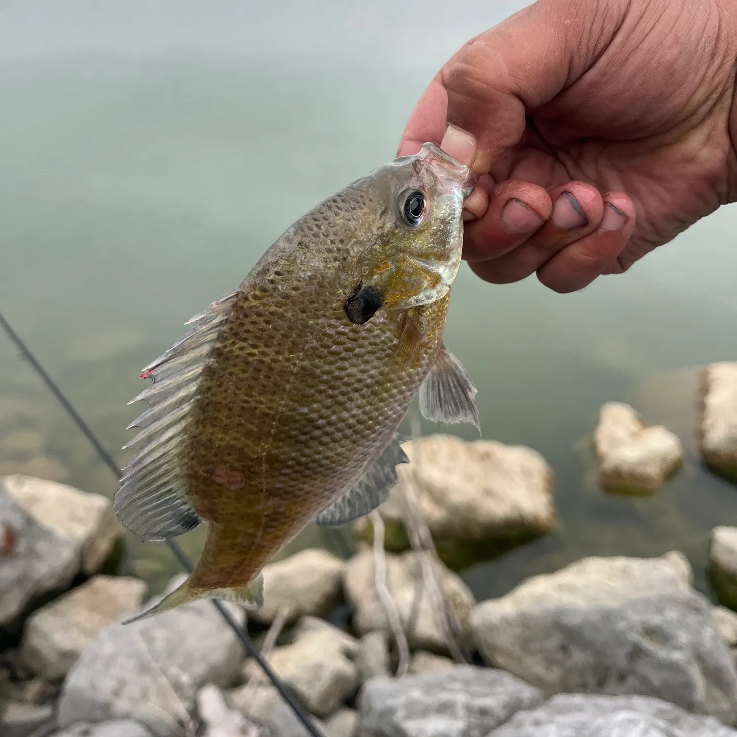 Bluegill caught on Fishbrain