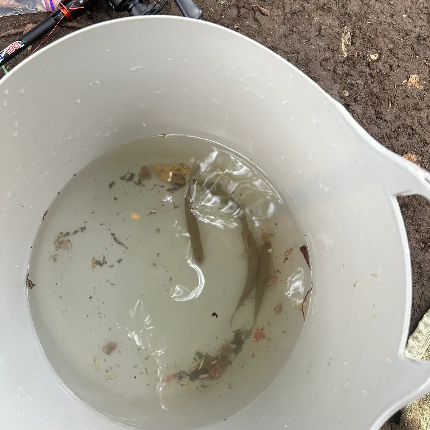 European chub caught on Fishbrain