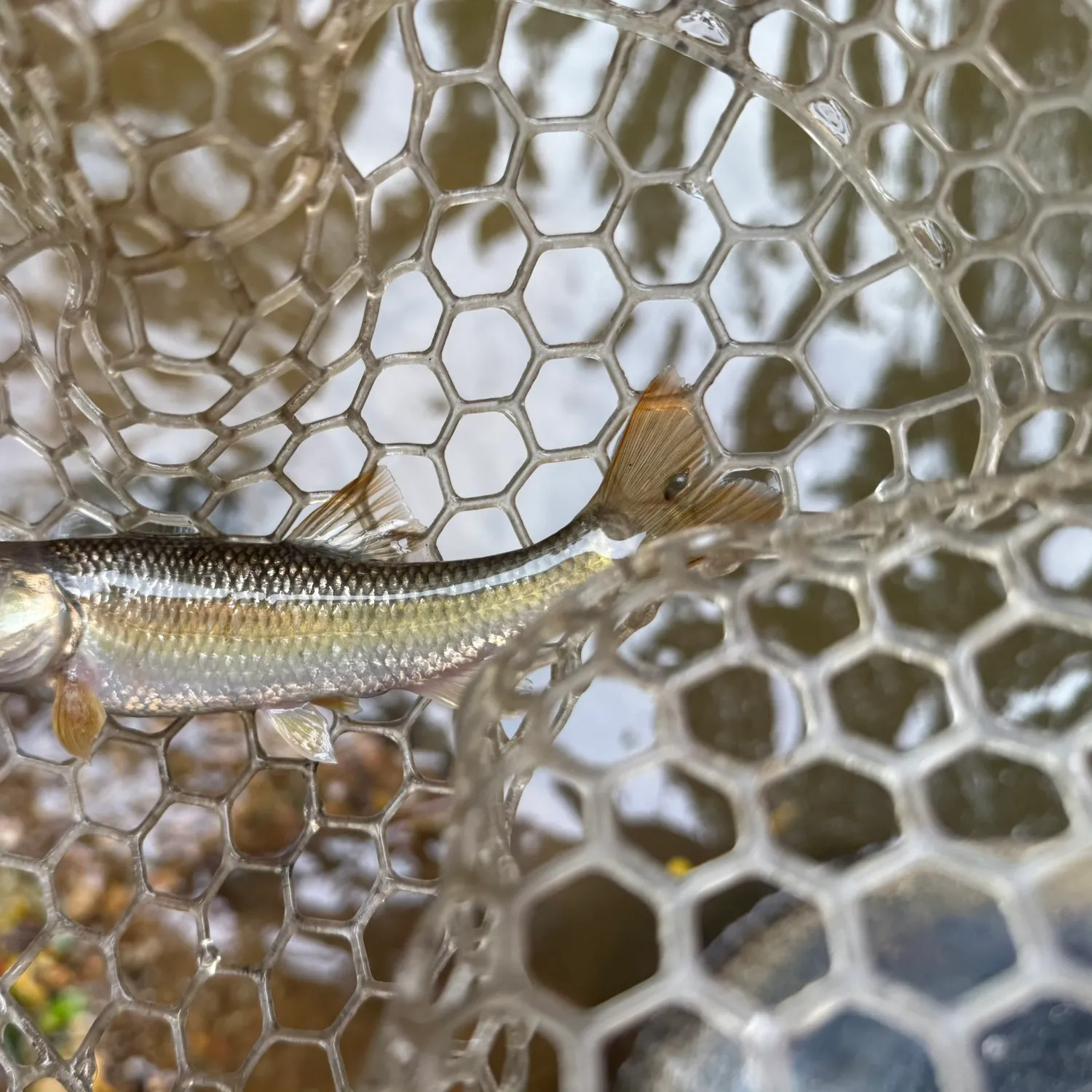 The most recent River chub catches on Fishbrain