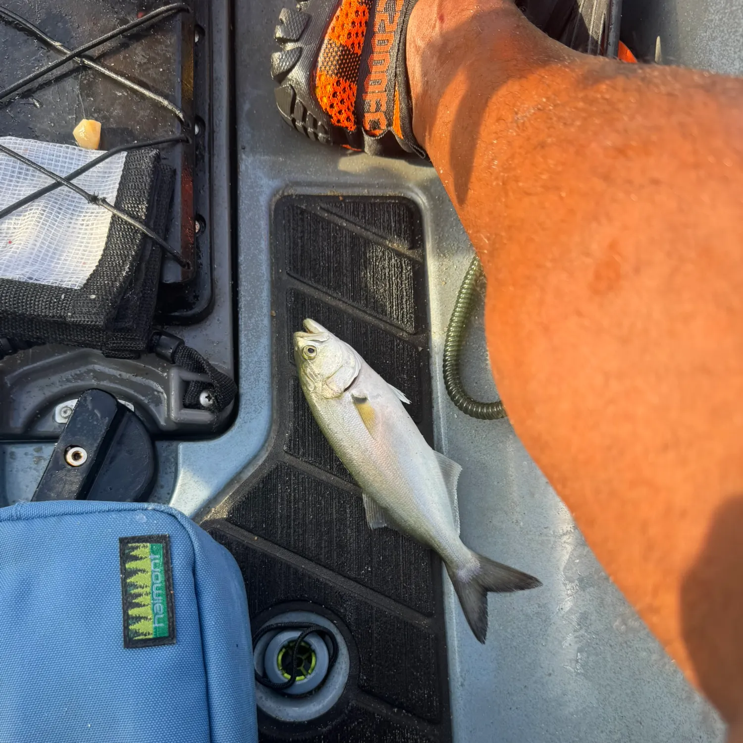 The most recent Bluefish catches on Fishbrain