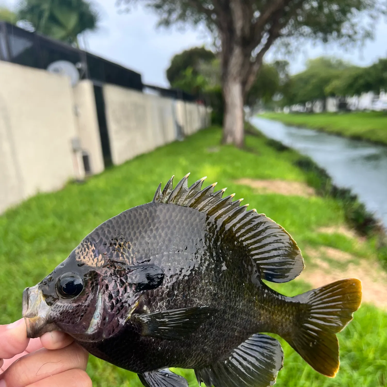 Greengill hybrid caught on Fishbrain