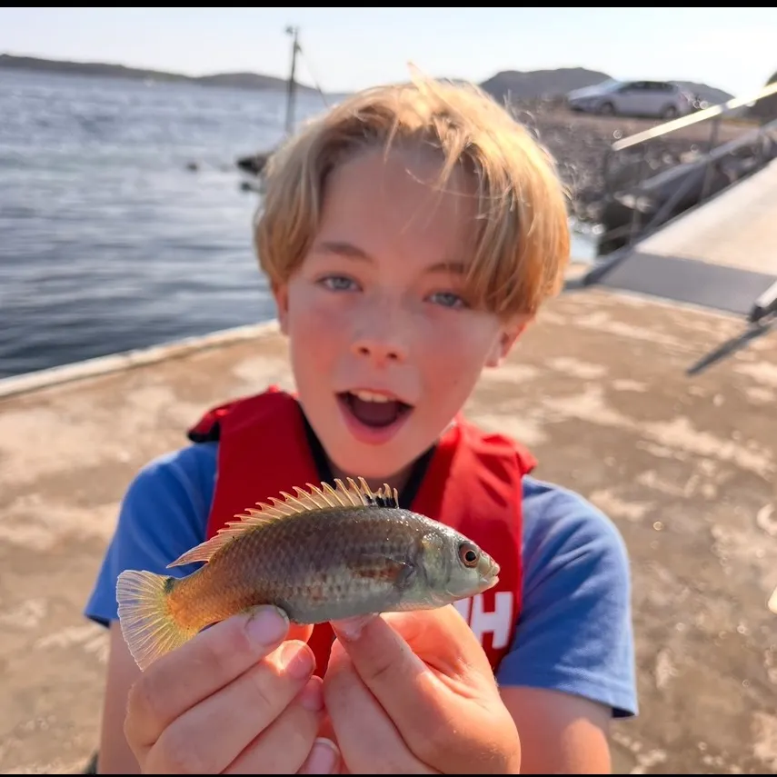 The most recent Goldsinny wrasse catches on Fishbrain