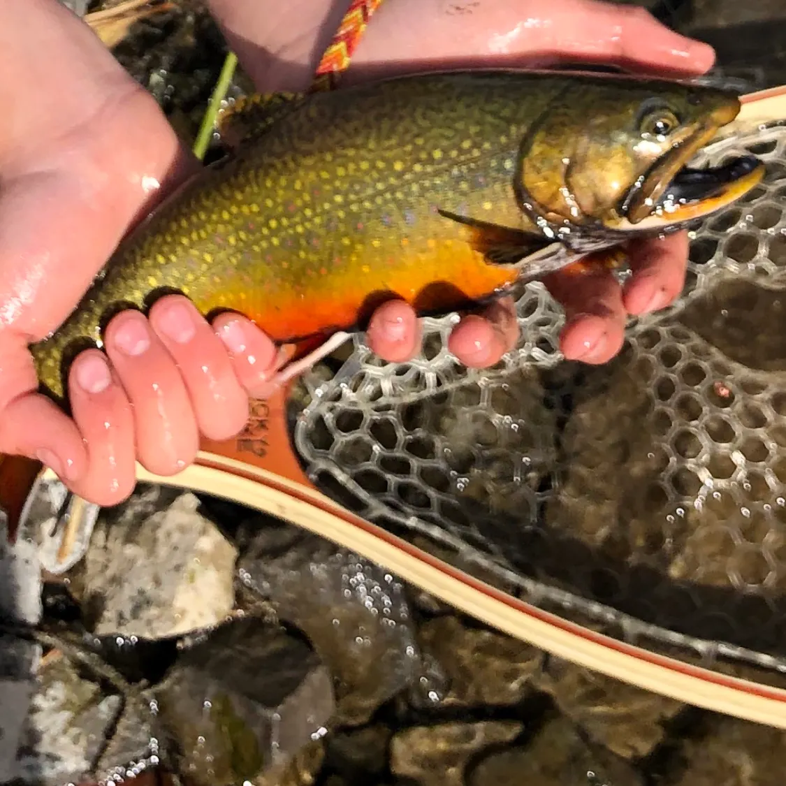 Brook trout caught on Fishbrain