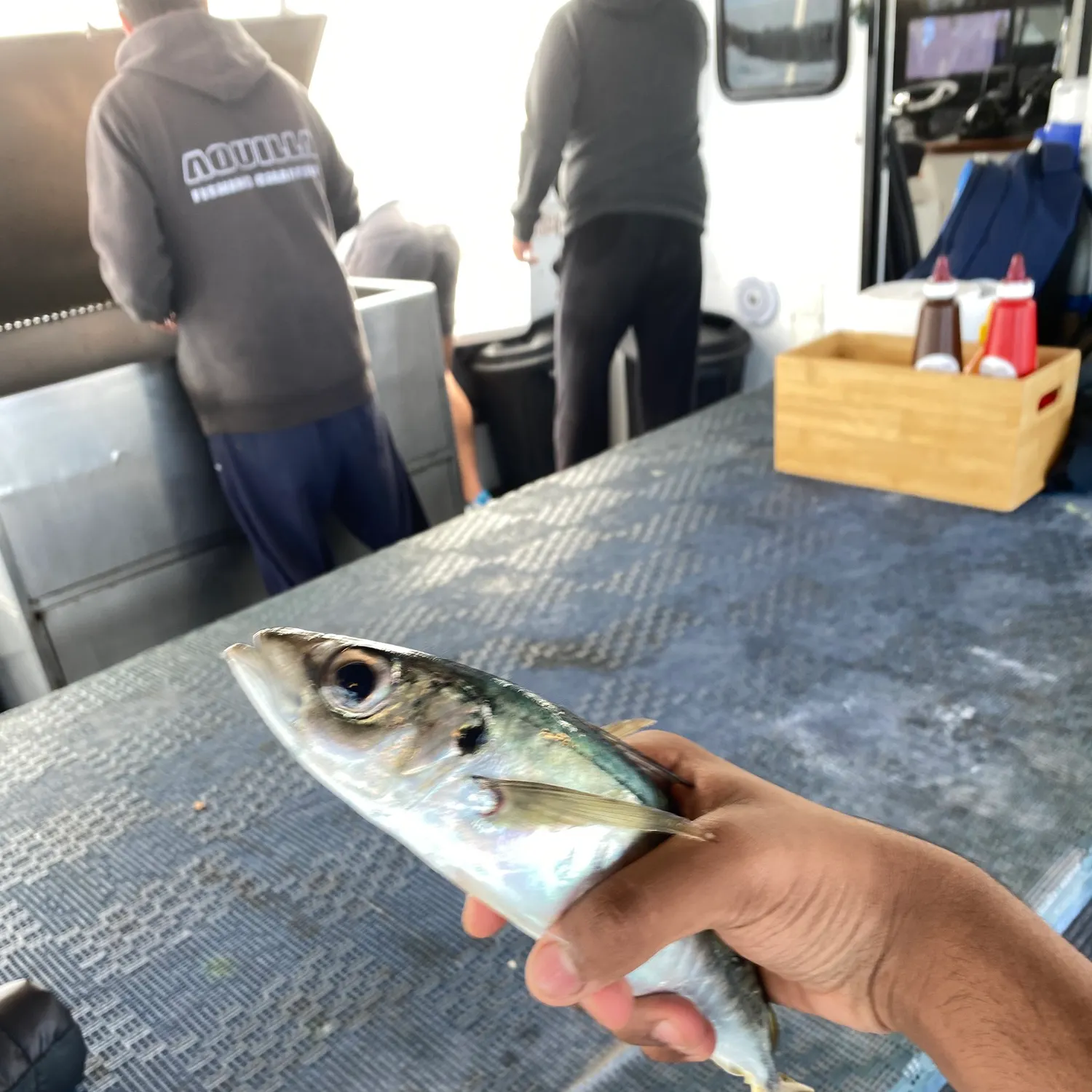 The most recent Blue mackerel catches on Fishbrain