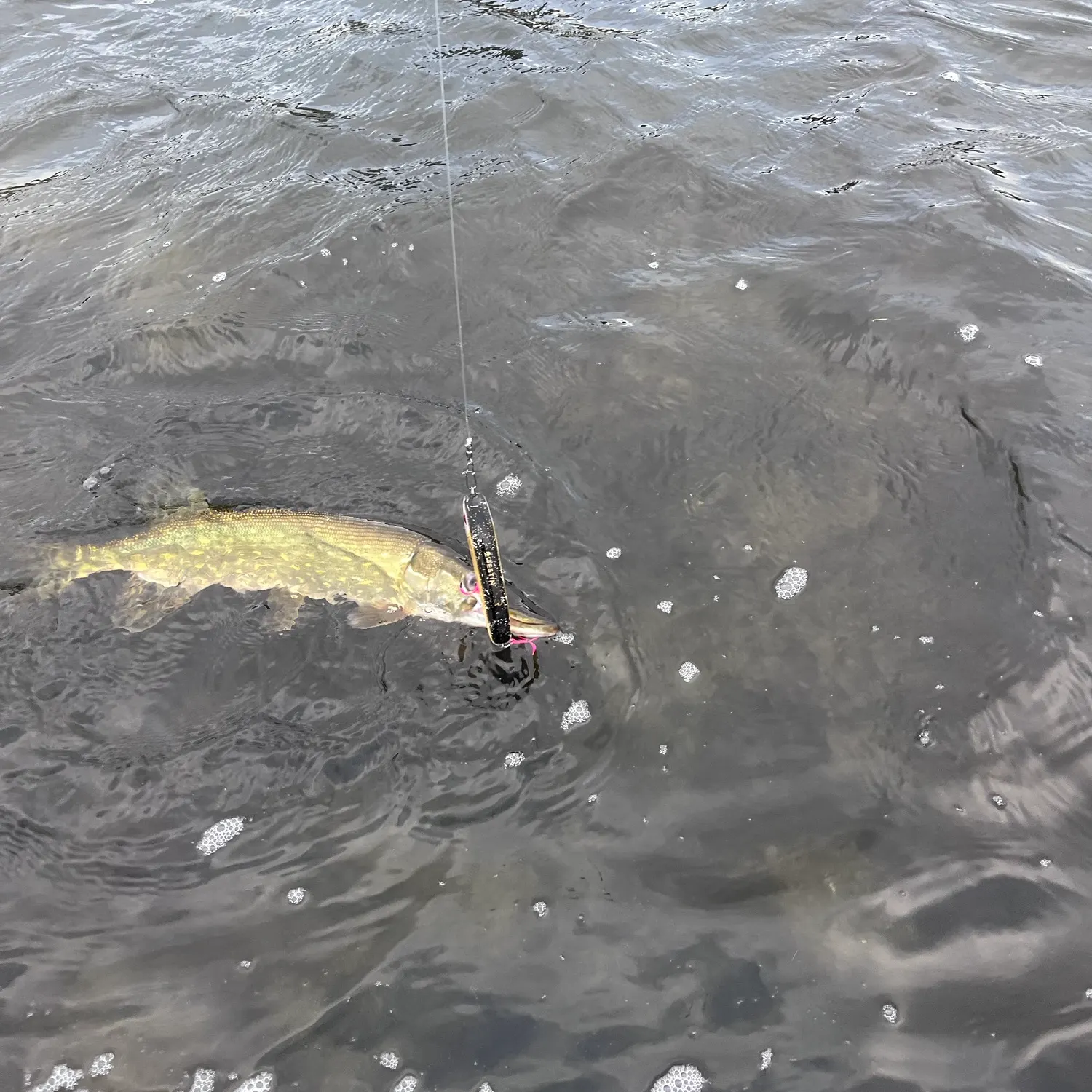 Northern pike caught on Fishbrain