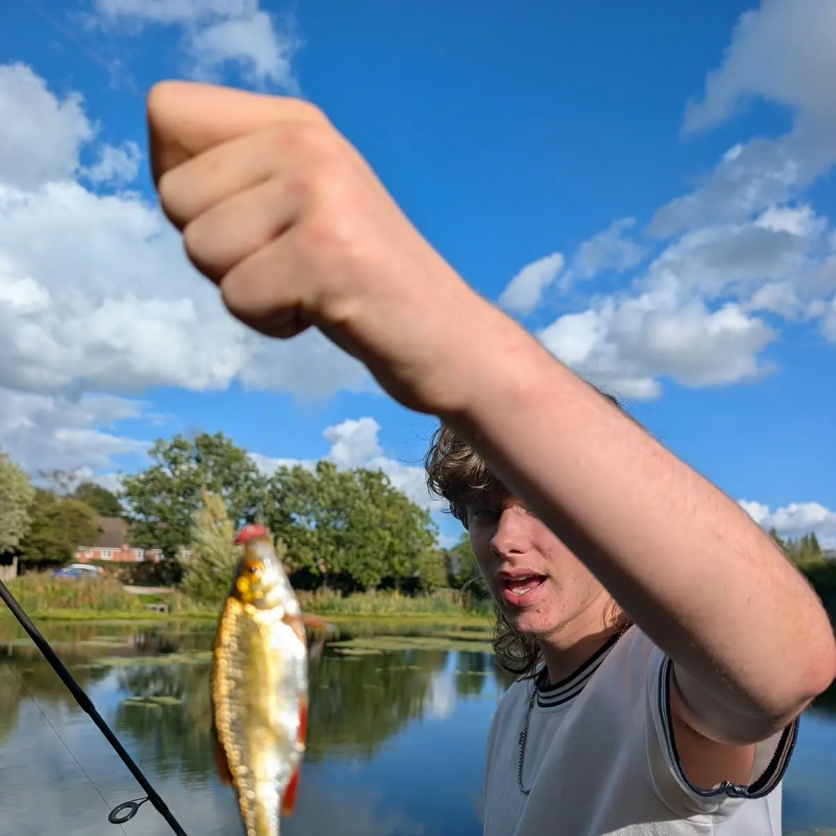 Common rudd caught on Fishbrain