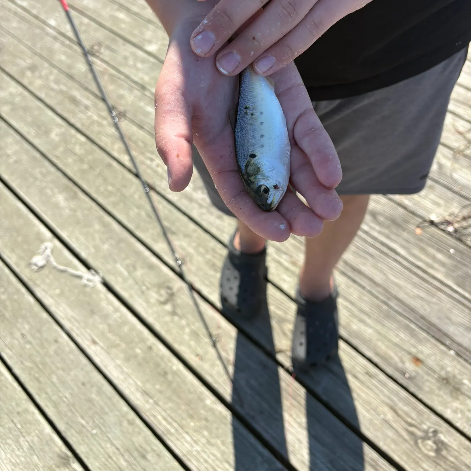 Atlantic menhaden caught on Fishbrain