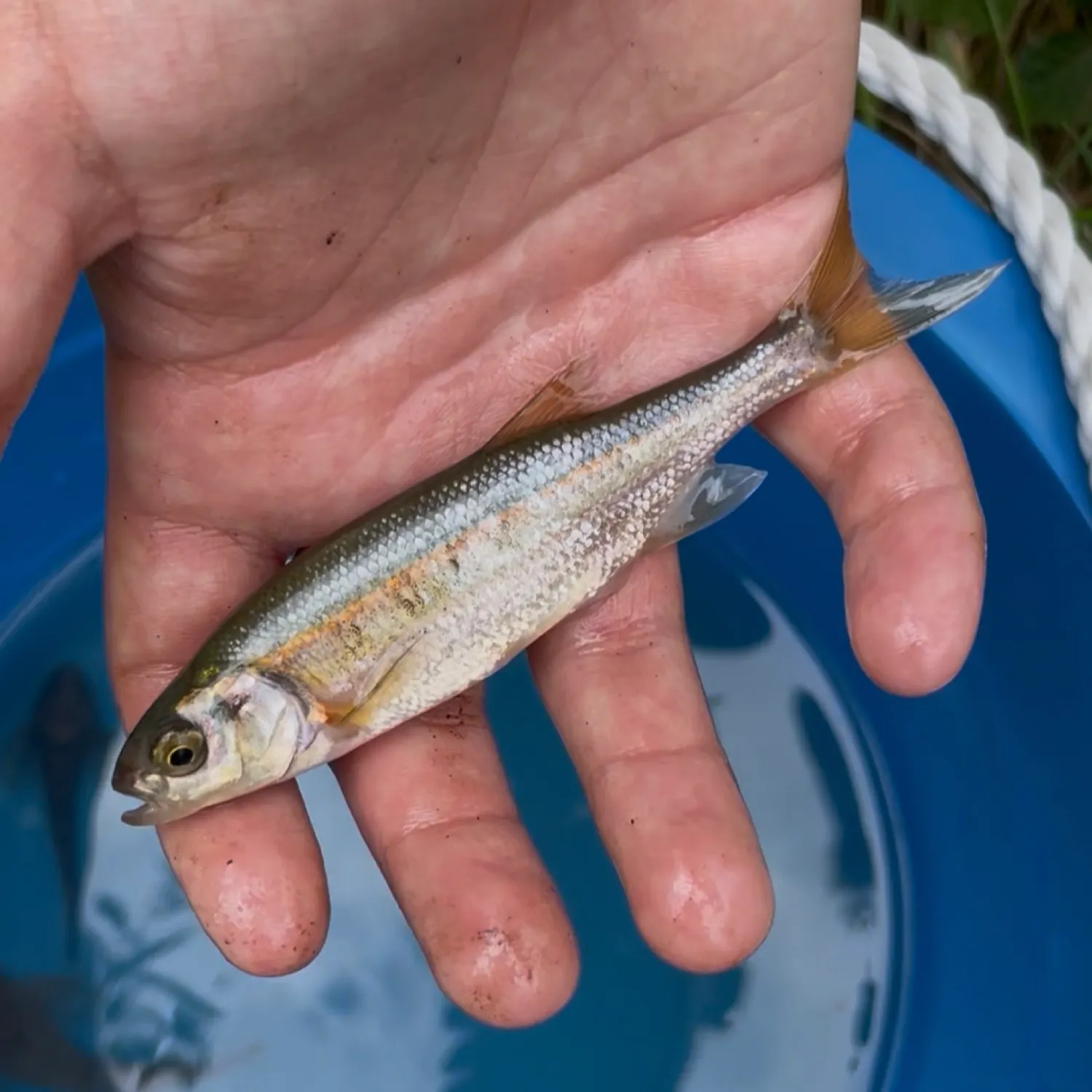 The most recent Redside shiner catches on Fishbrain