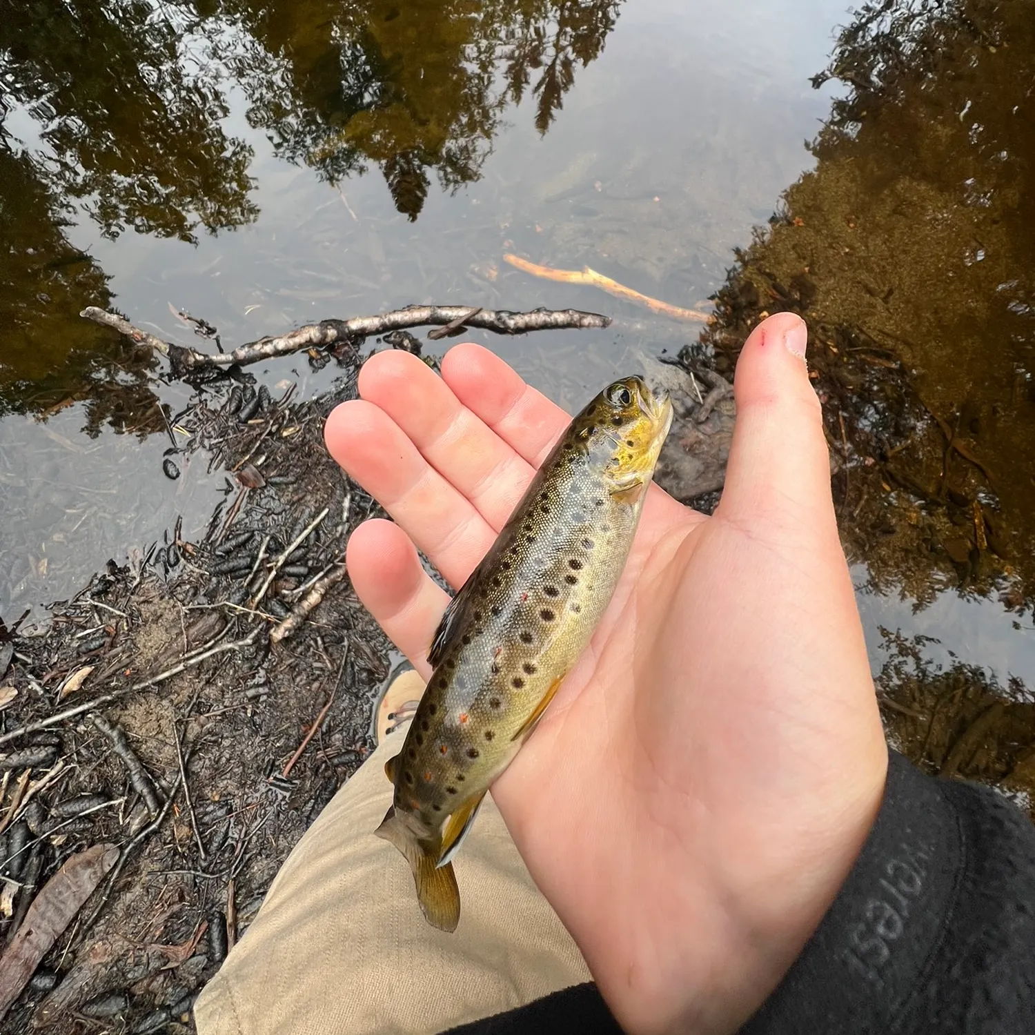Brown trout caught on Fishbrain