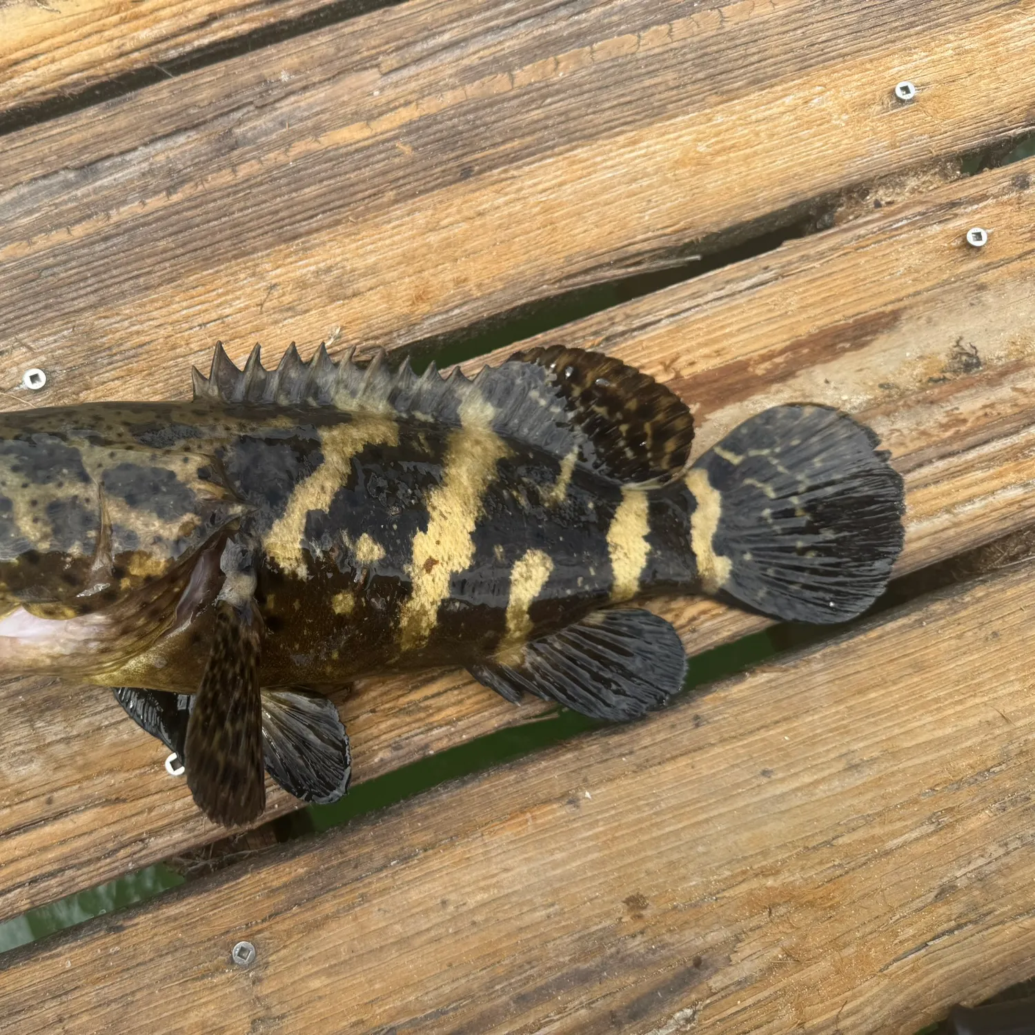 The most recent Atlantic goliath grouper catches on Fishbrain