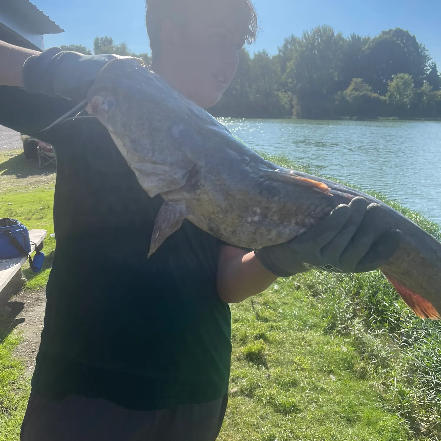 Flathead catfish caught on Fishbrain