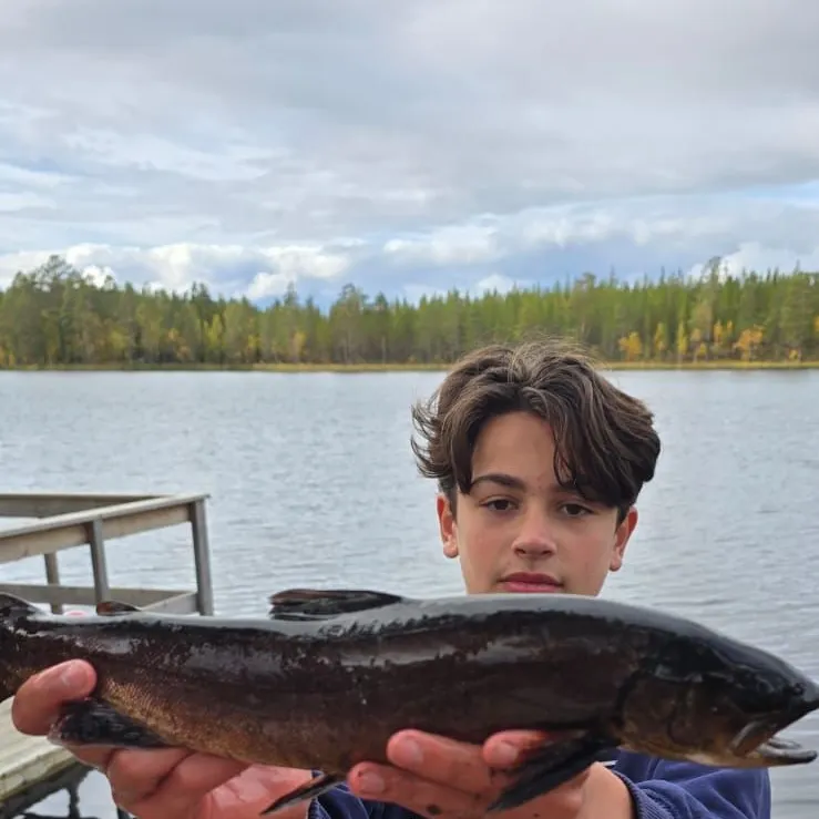 Arctic char caught on Fishbrain