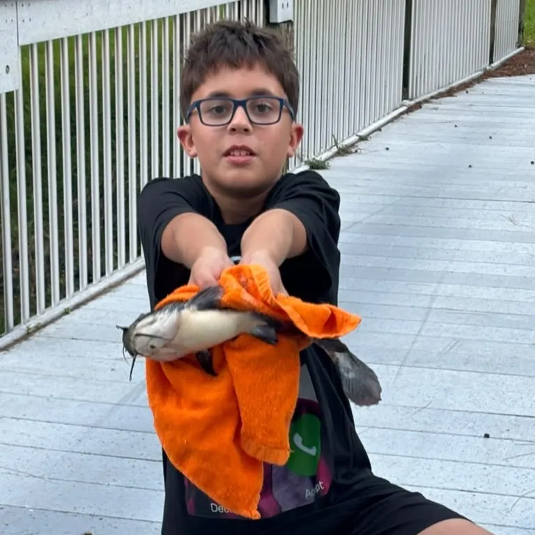 Black bullhead caught on Fishbrain