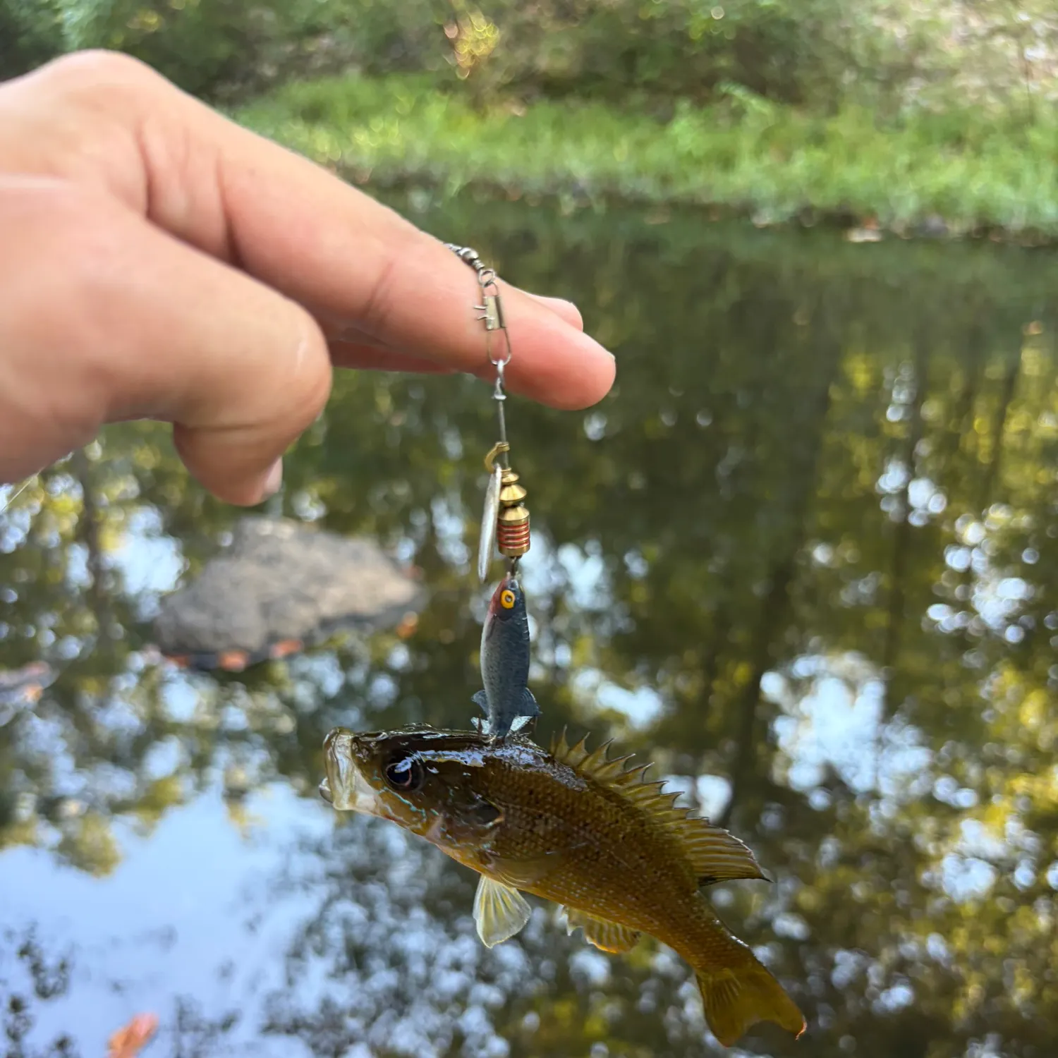 Green sunfish caught on Fishbrain