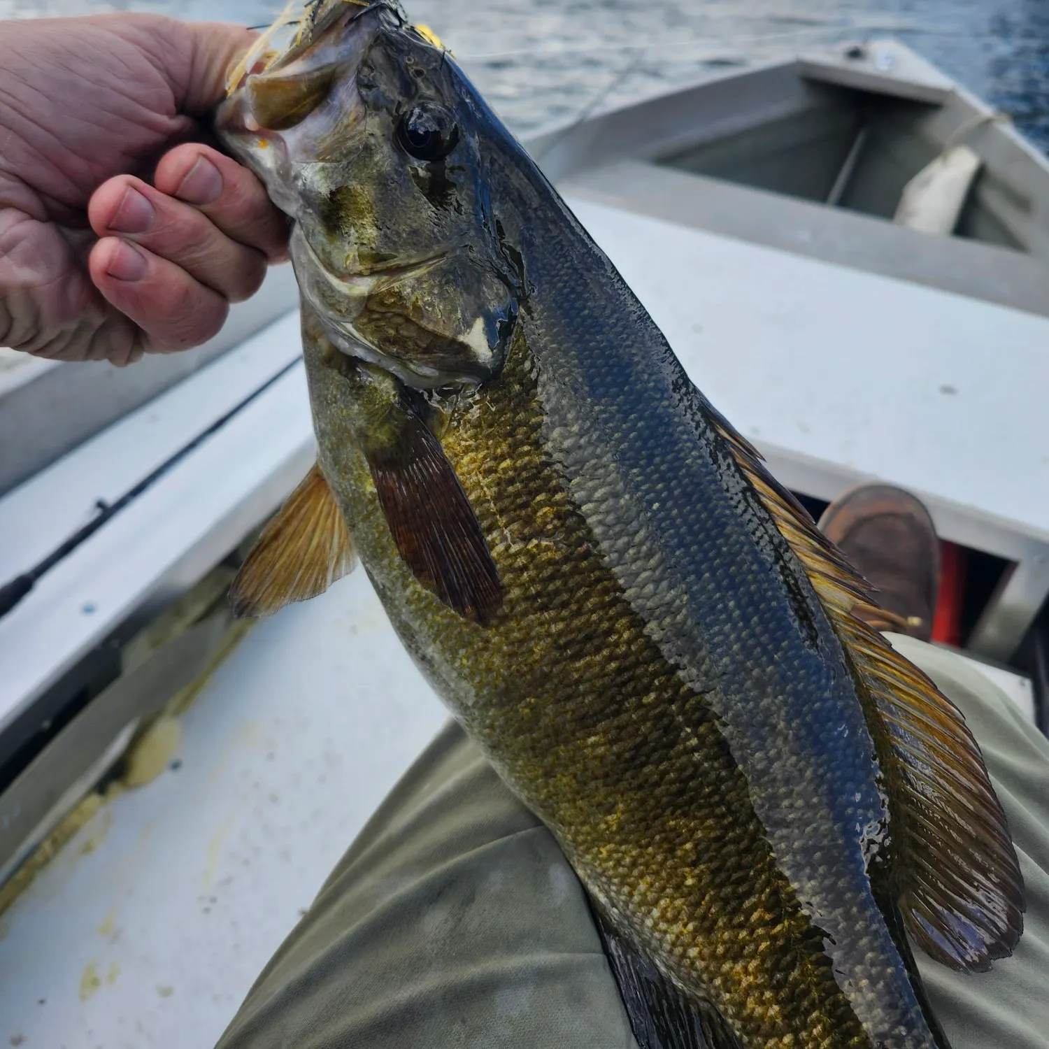 Smallmouth bass caught on Fishbrain