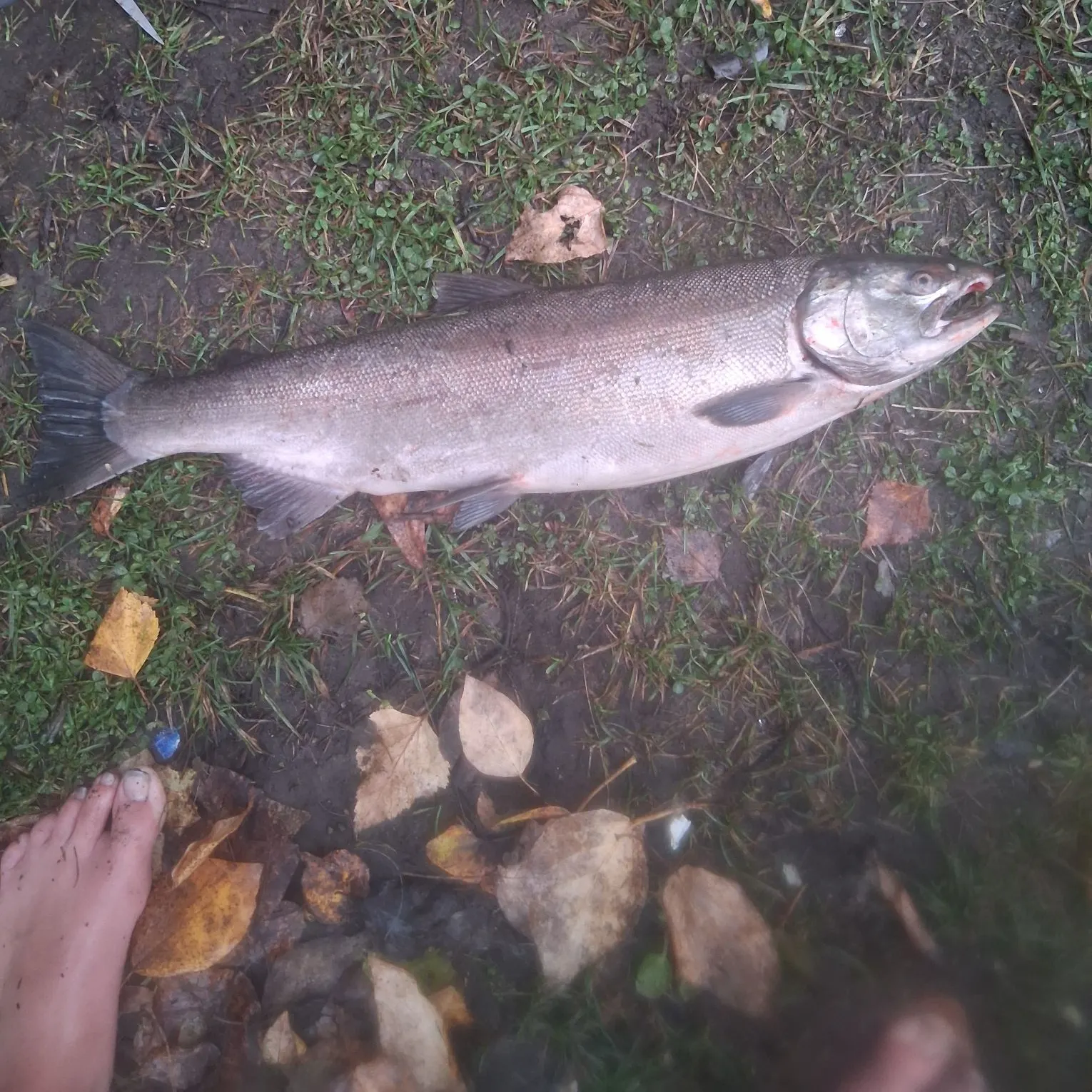Coho salmon caught on Fishbrain