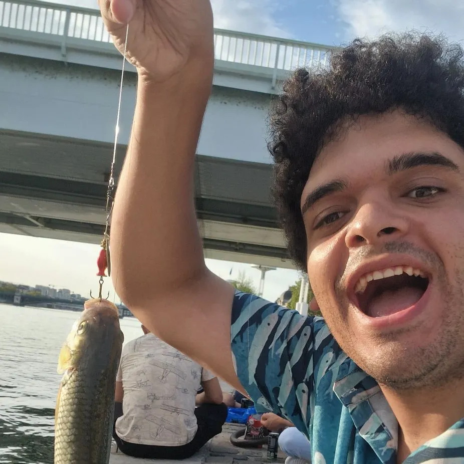 The most recent Common roach catches on Fishbrain