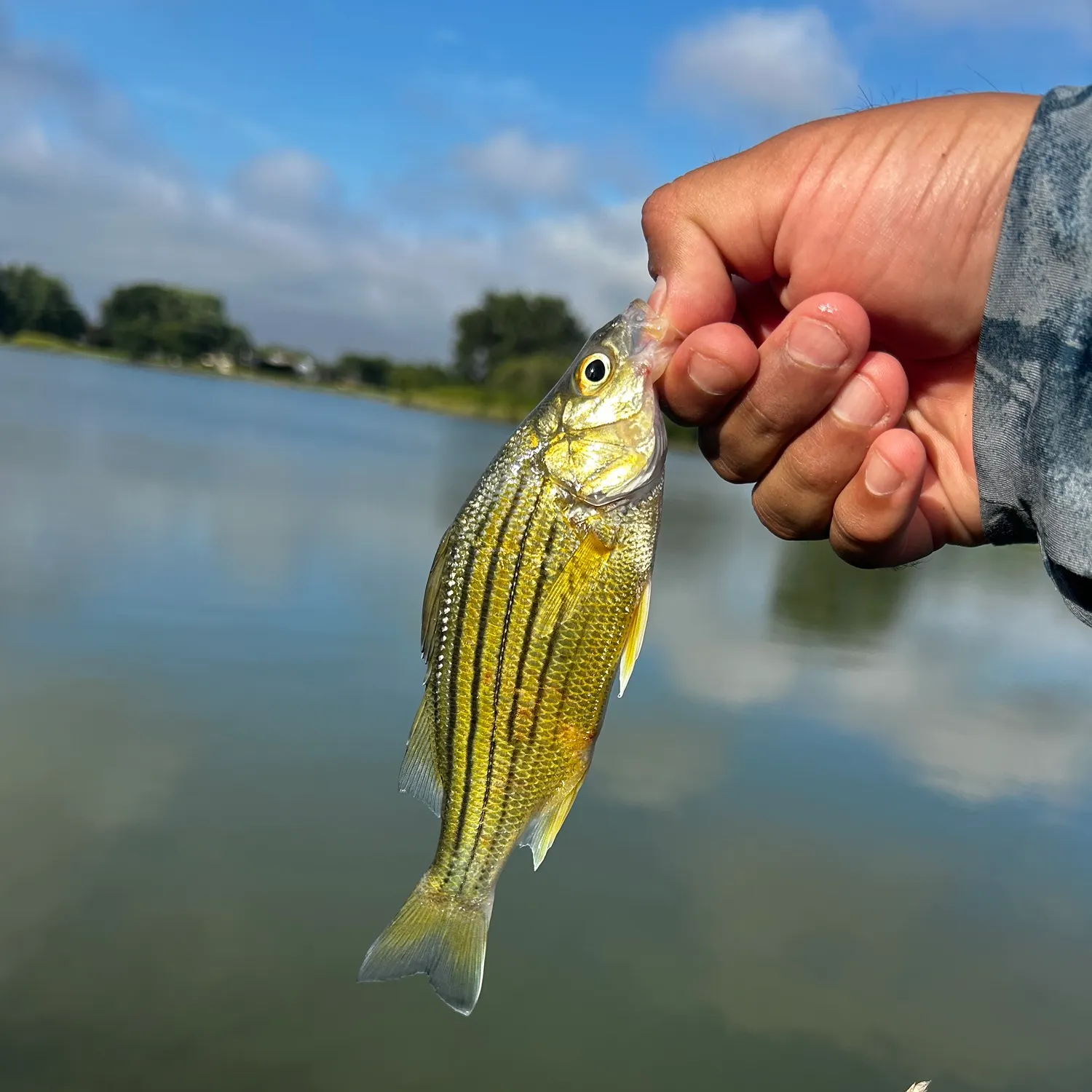 Yellow bass caught on Fishbrain