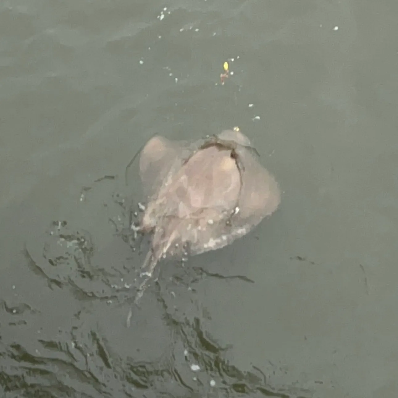 The most recent Bluntnose stingray catches on Fishbrain